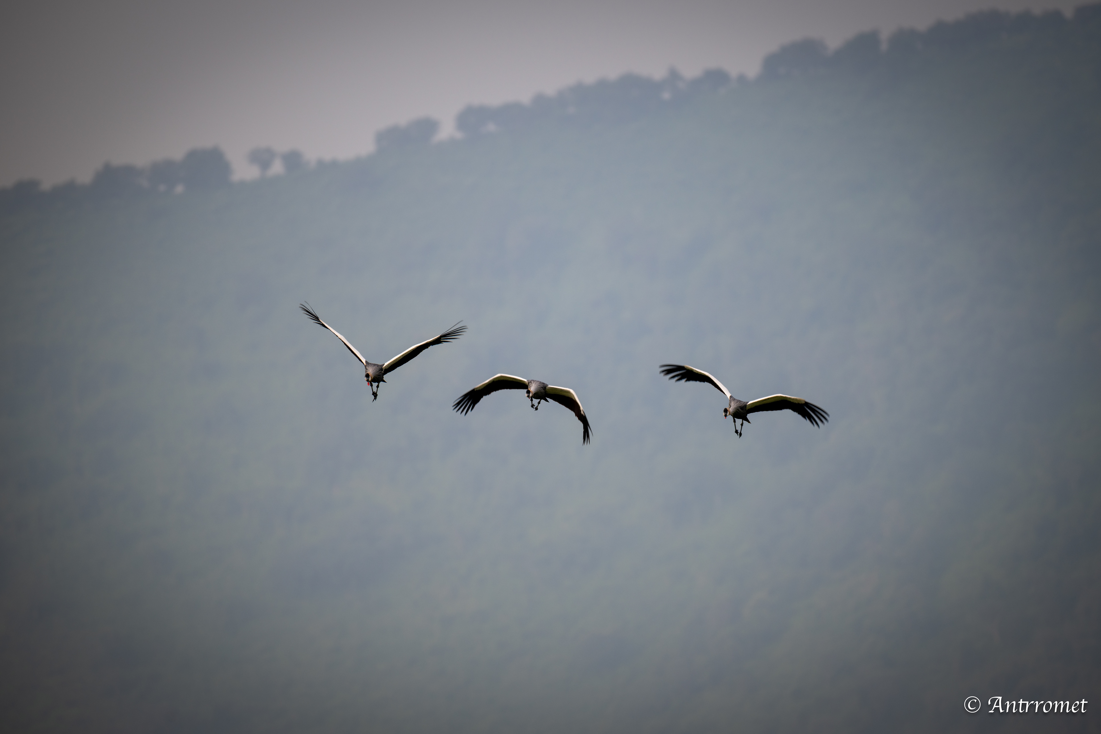 White-bellied Storks