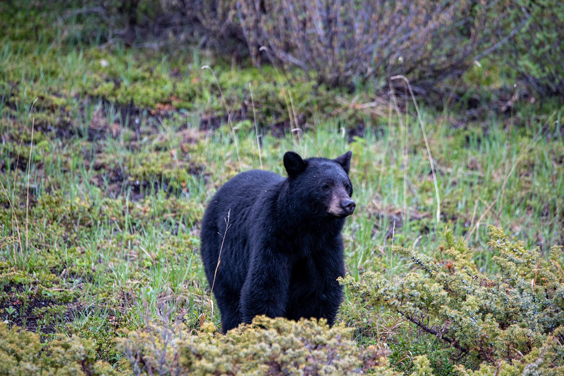 Black bear near Goats and Glacier lookout on Icefields Parkway