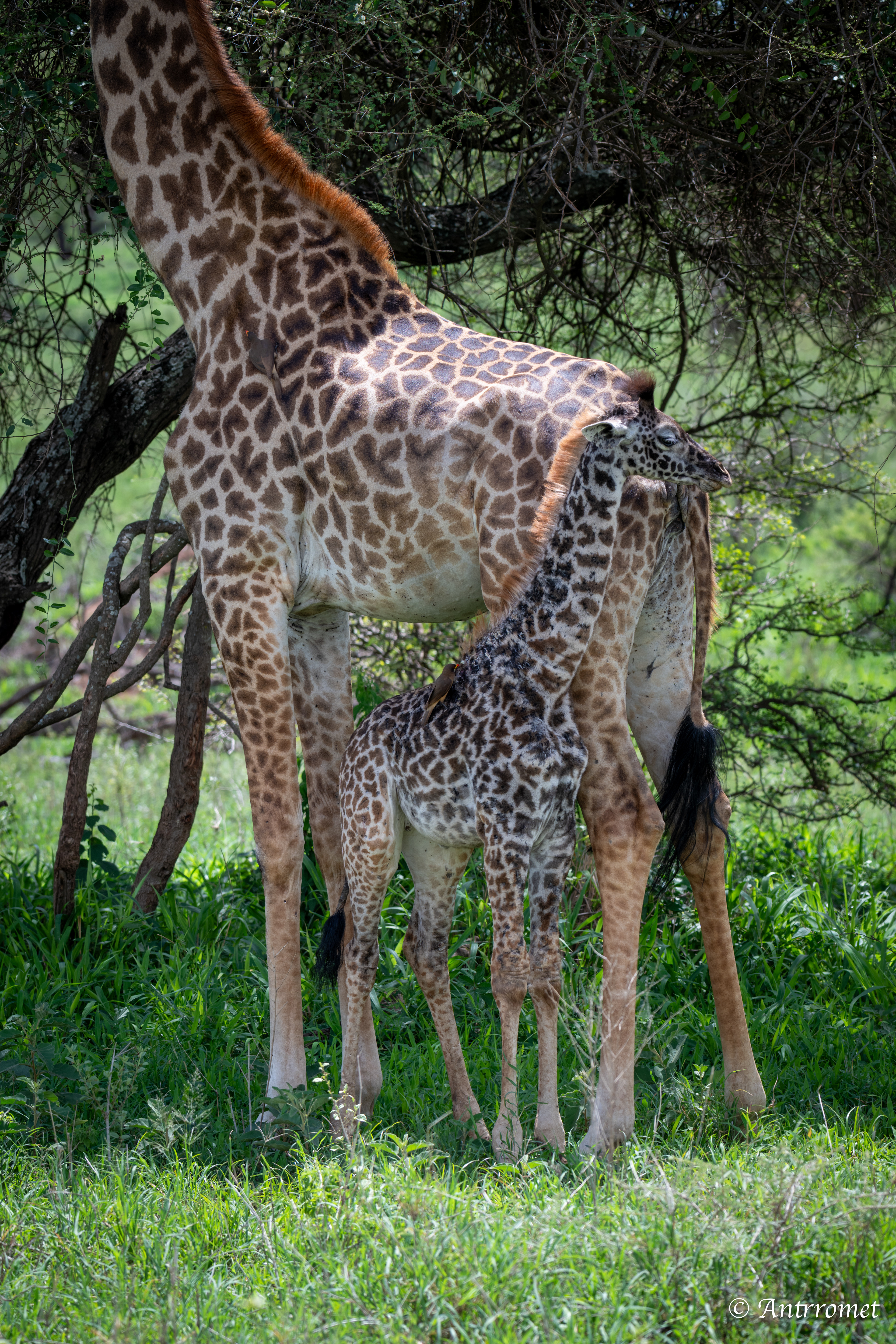 Masai Giraffes