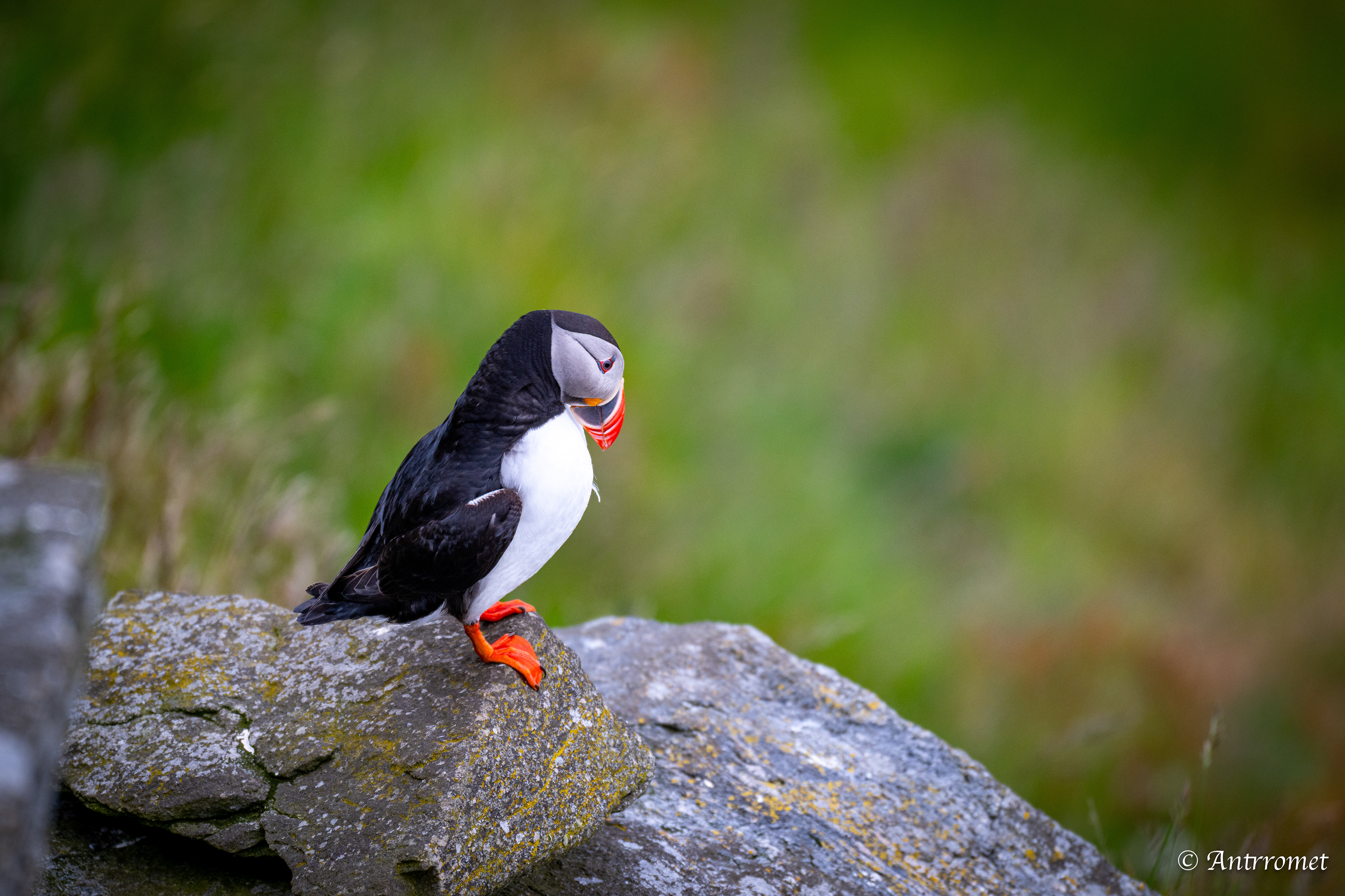 Puffin viewing point, Runde