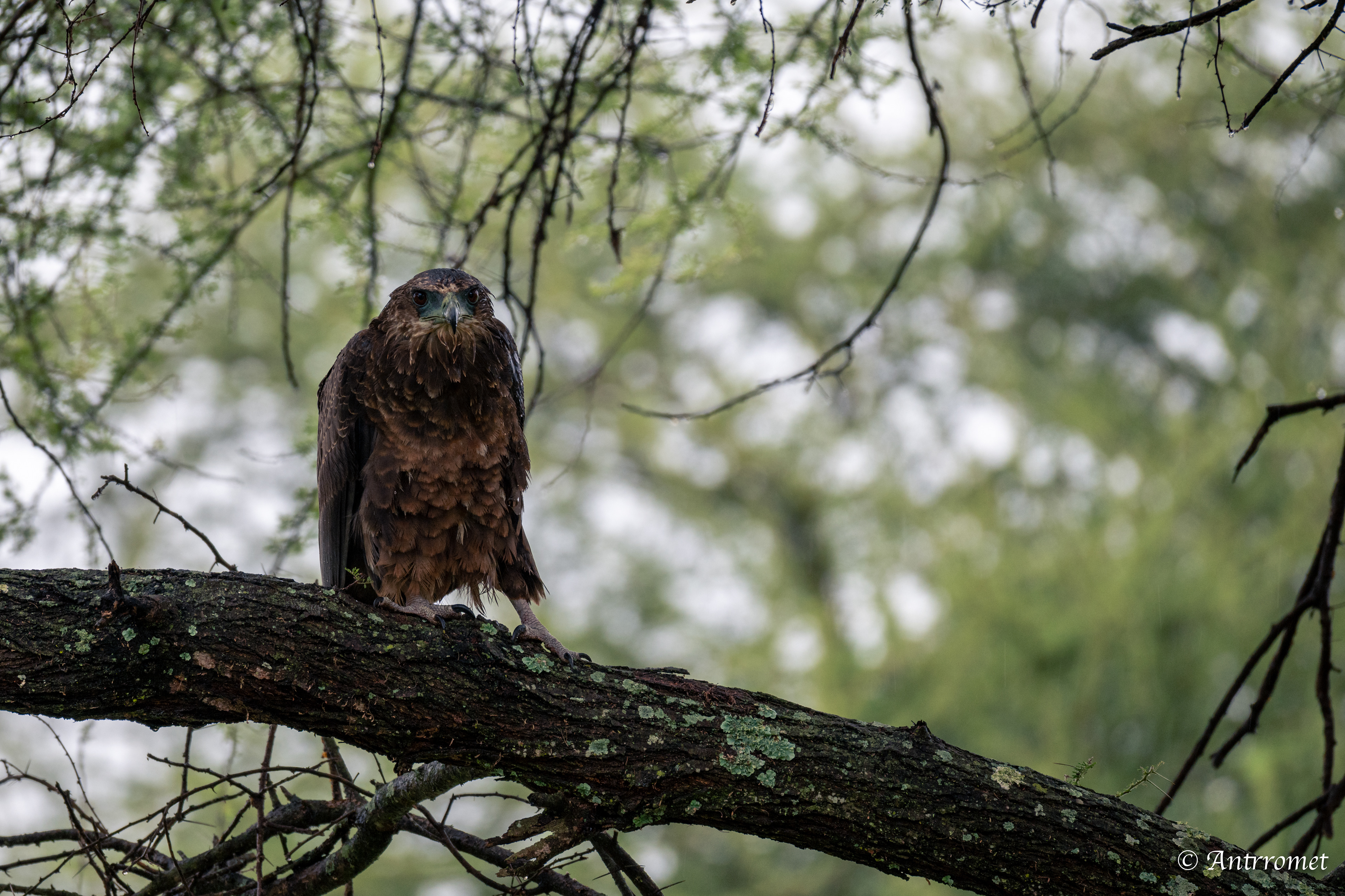 Tawny Eagle