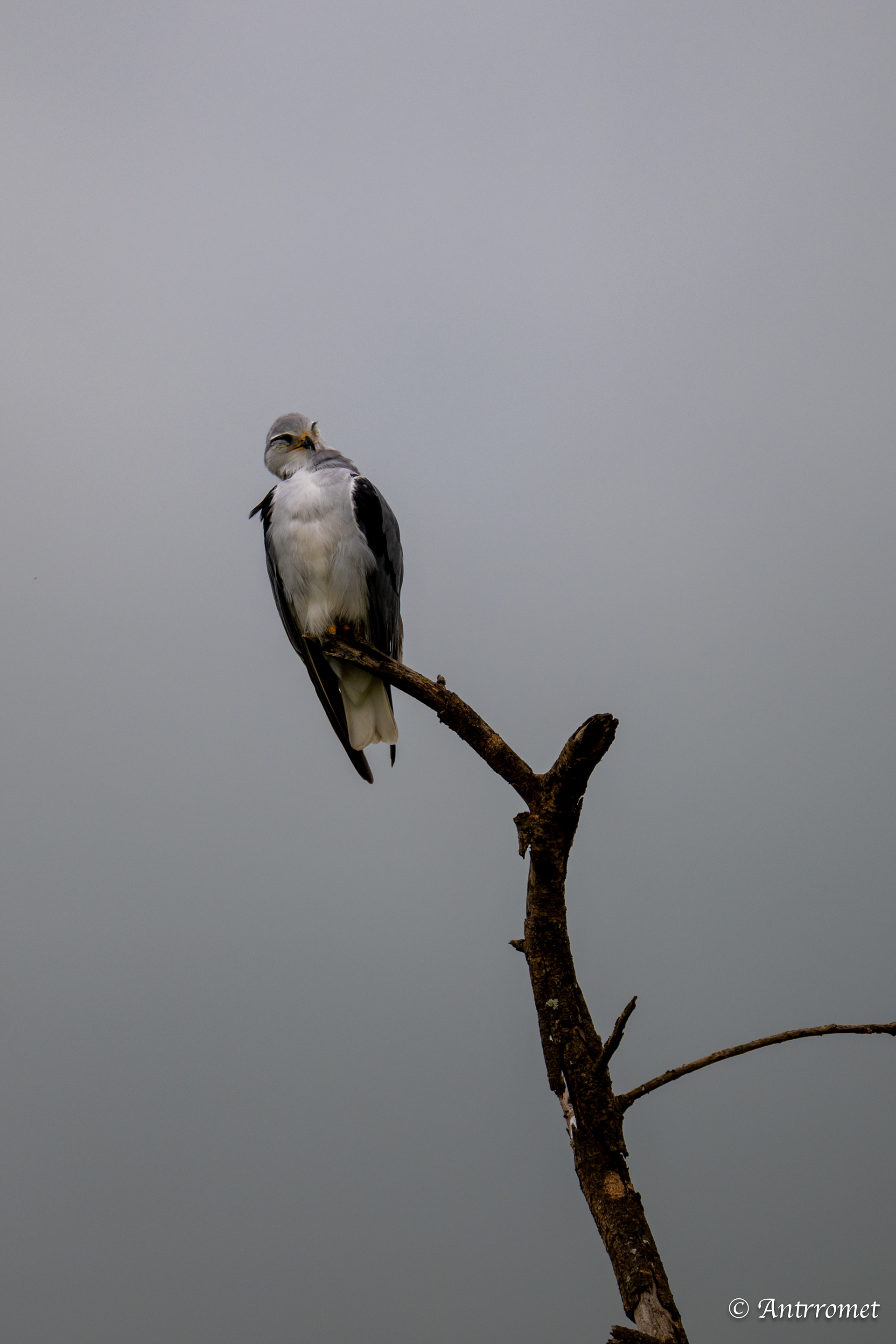 Black-shouldered Kite