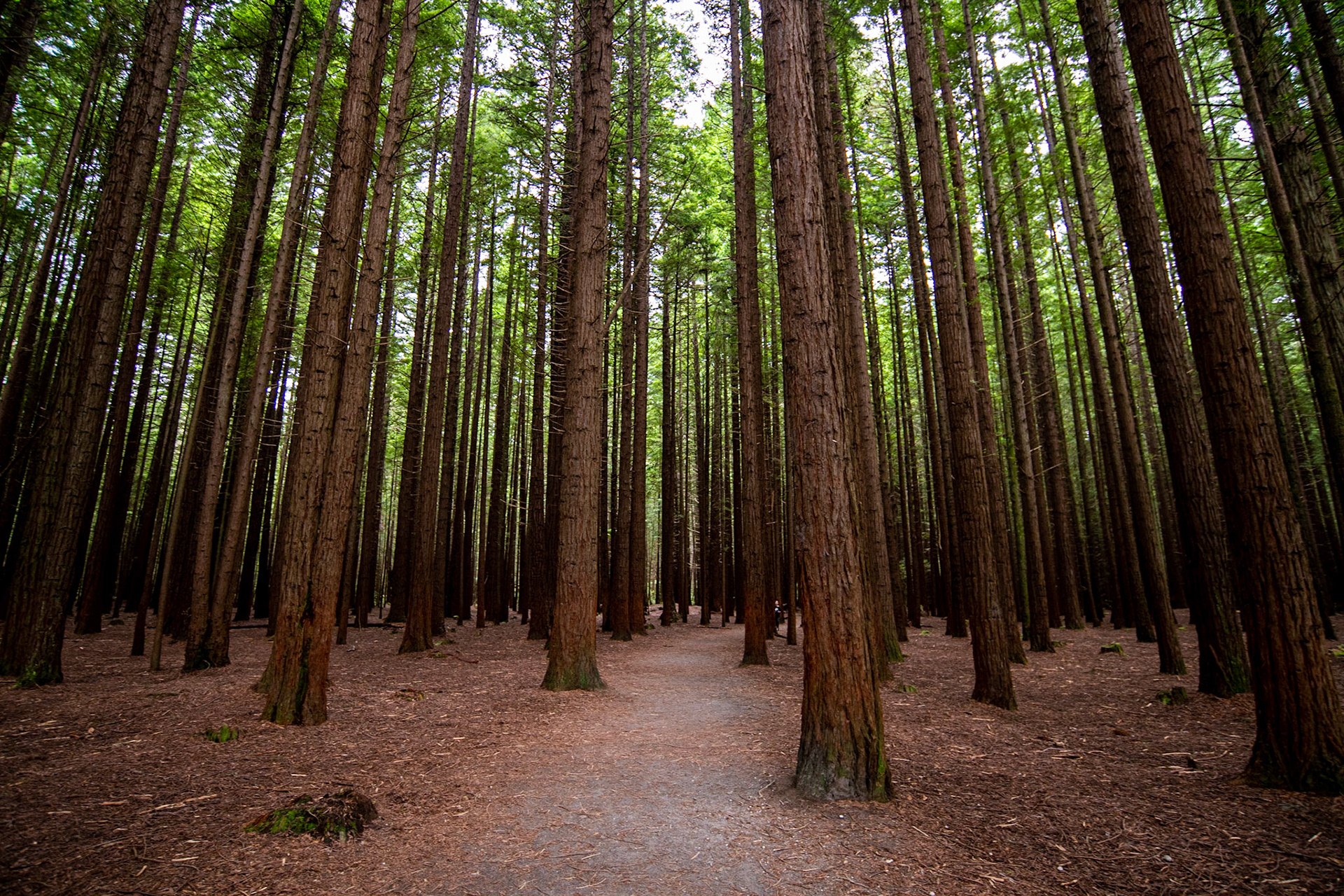 Redwoods Treewalk, Rotorua
