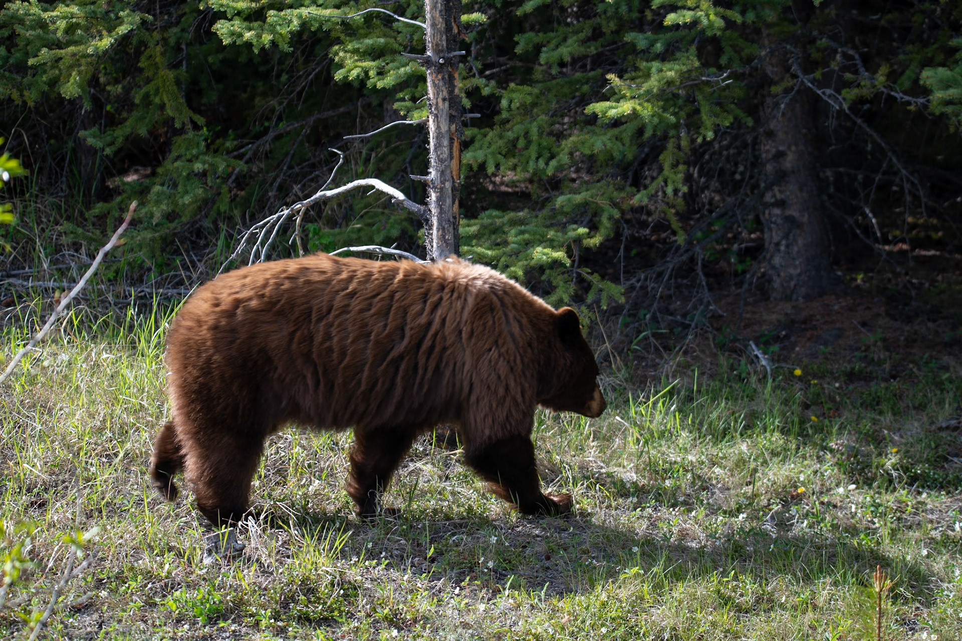 Grizzly on Icefields Parkway