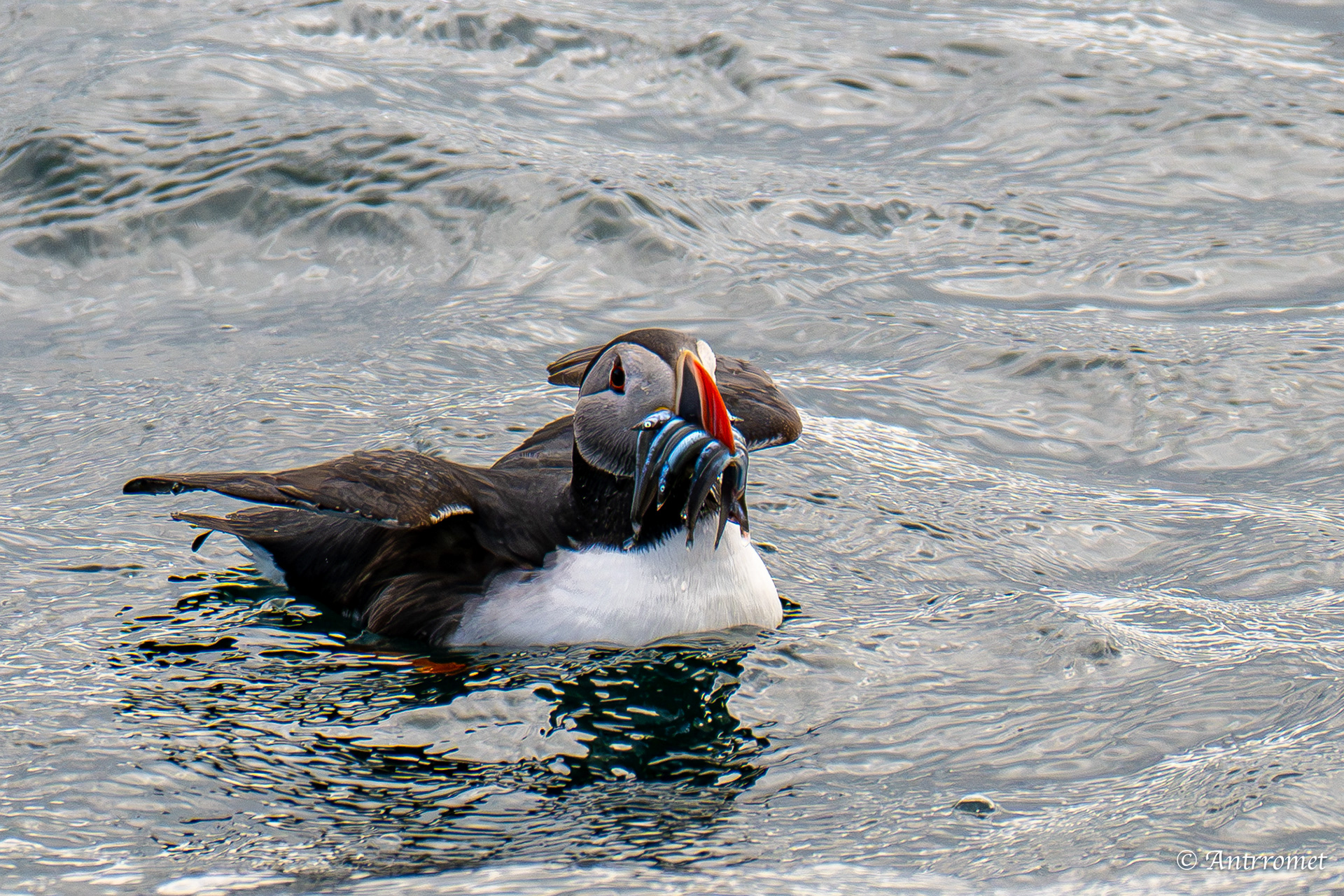 Puffins at Puffin Safari AS, Bleik, Vesteralen