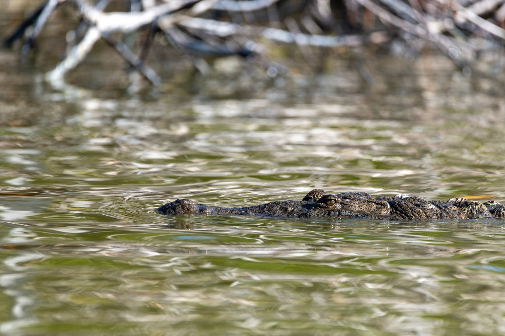 Alligator at Rio Lagartos Lagoon