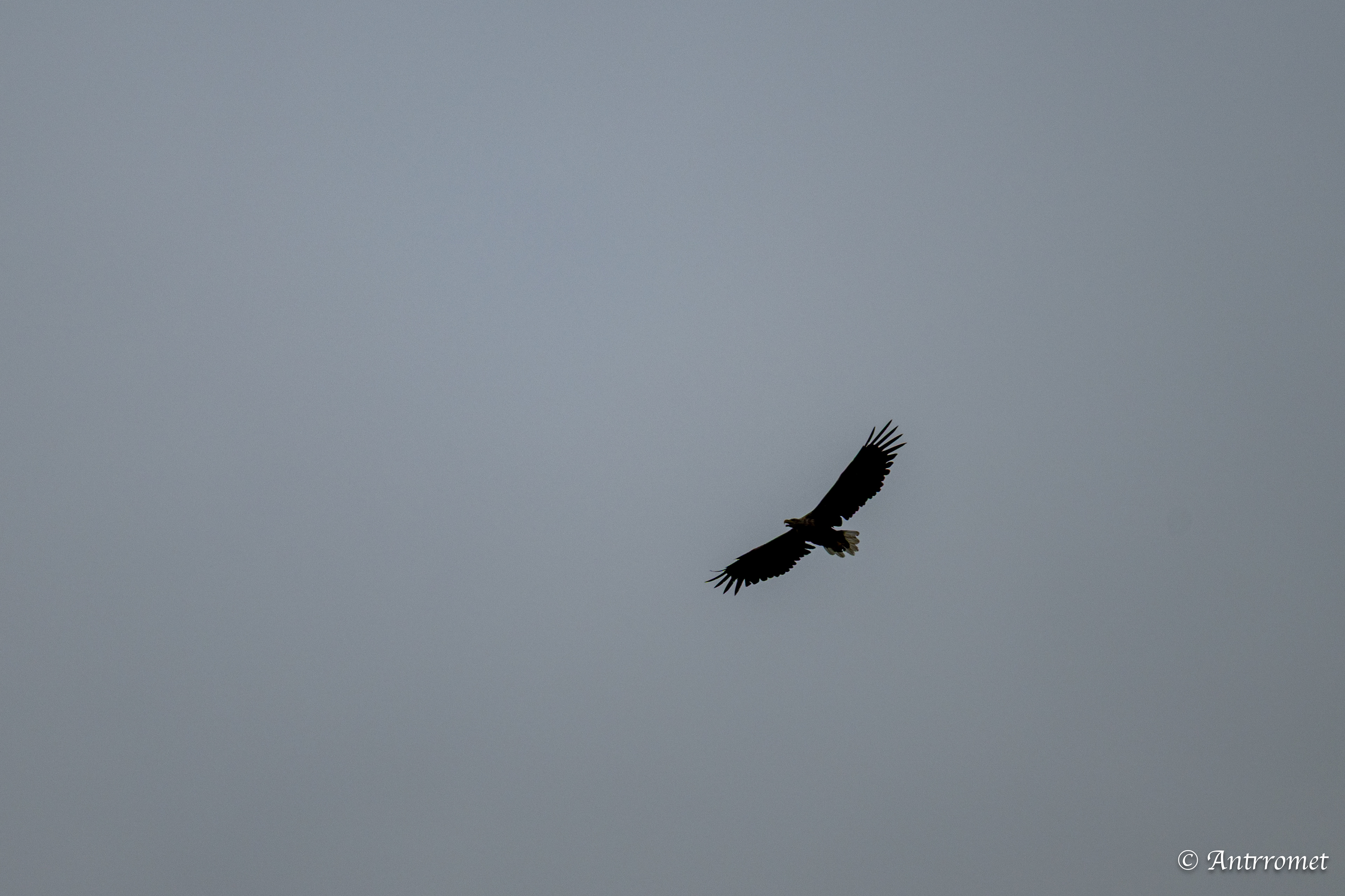 Golden eagle near Værøy