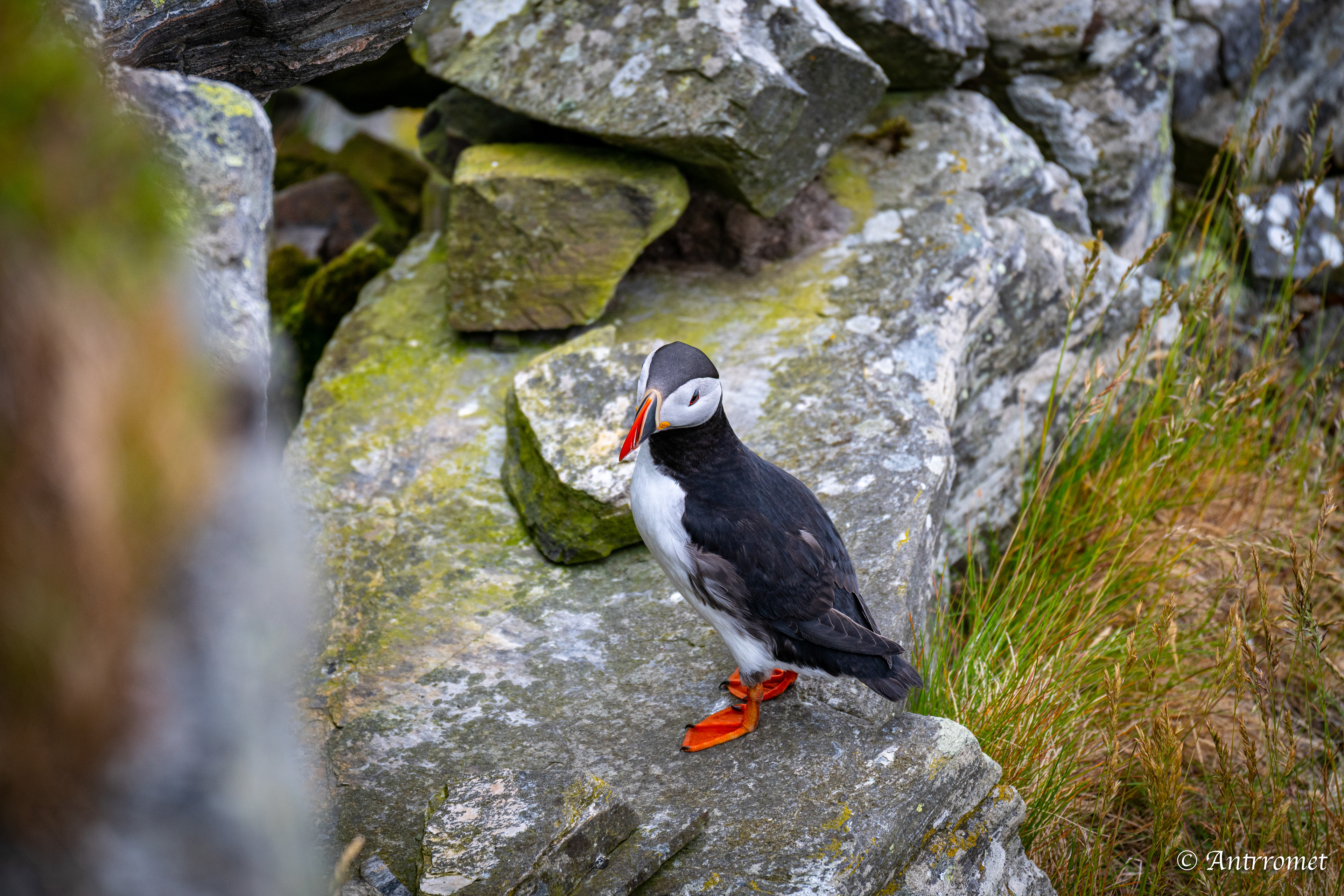 Puffins at Puffin viewing point, Runde