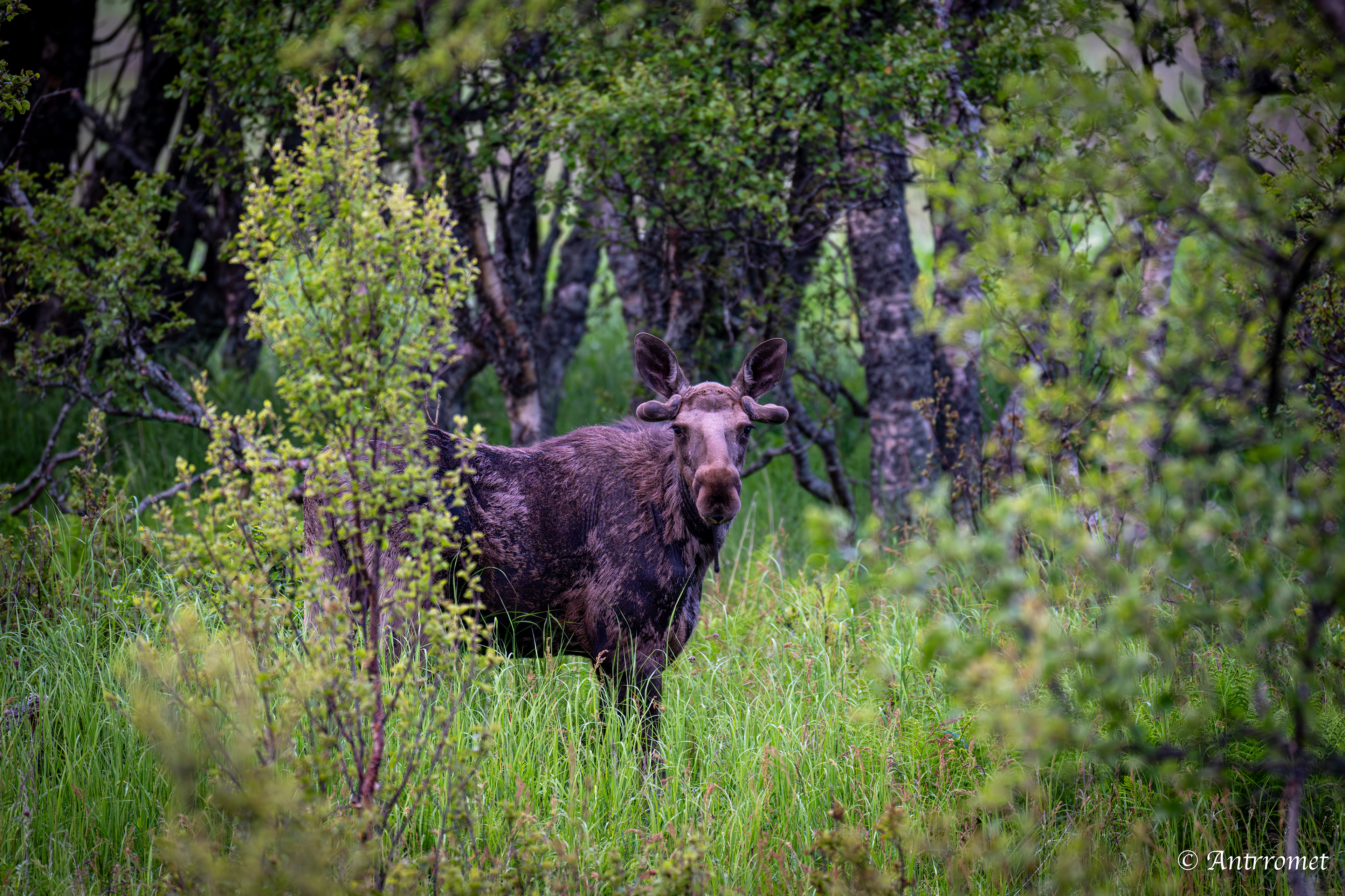 Moose somewhere near Åse on a tour with Arctic North Adventures