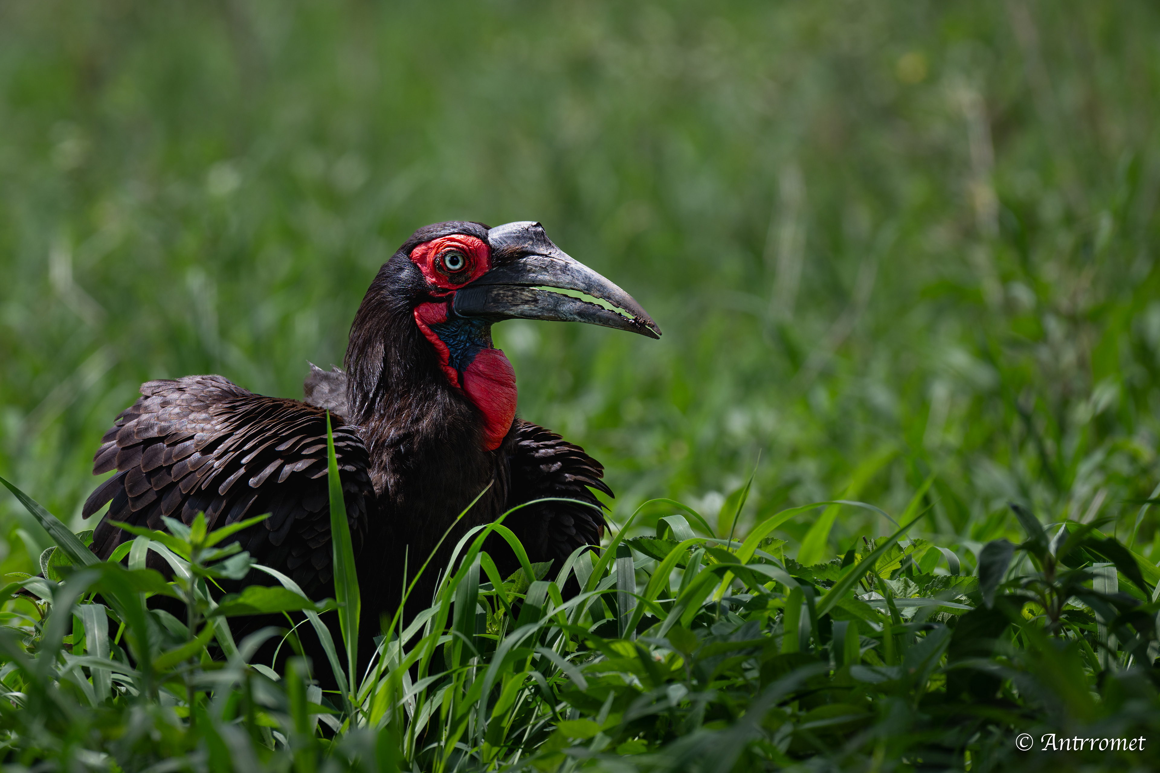 Southern Ground Hornbill