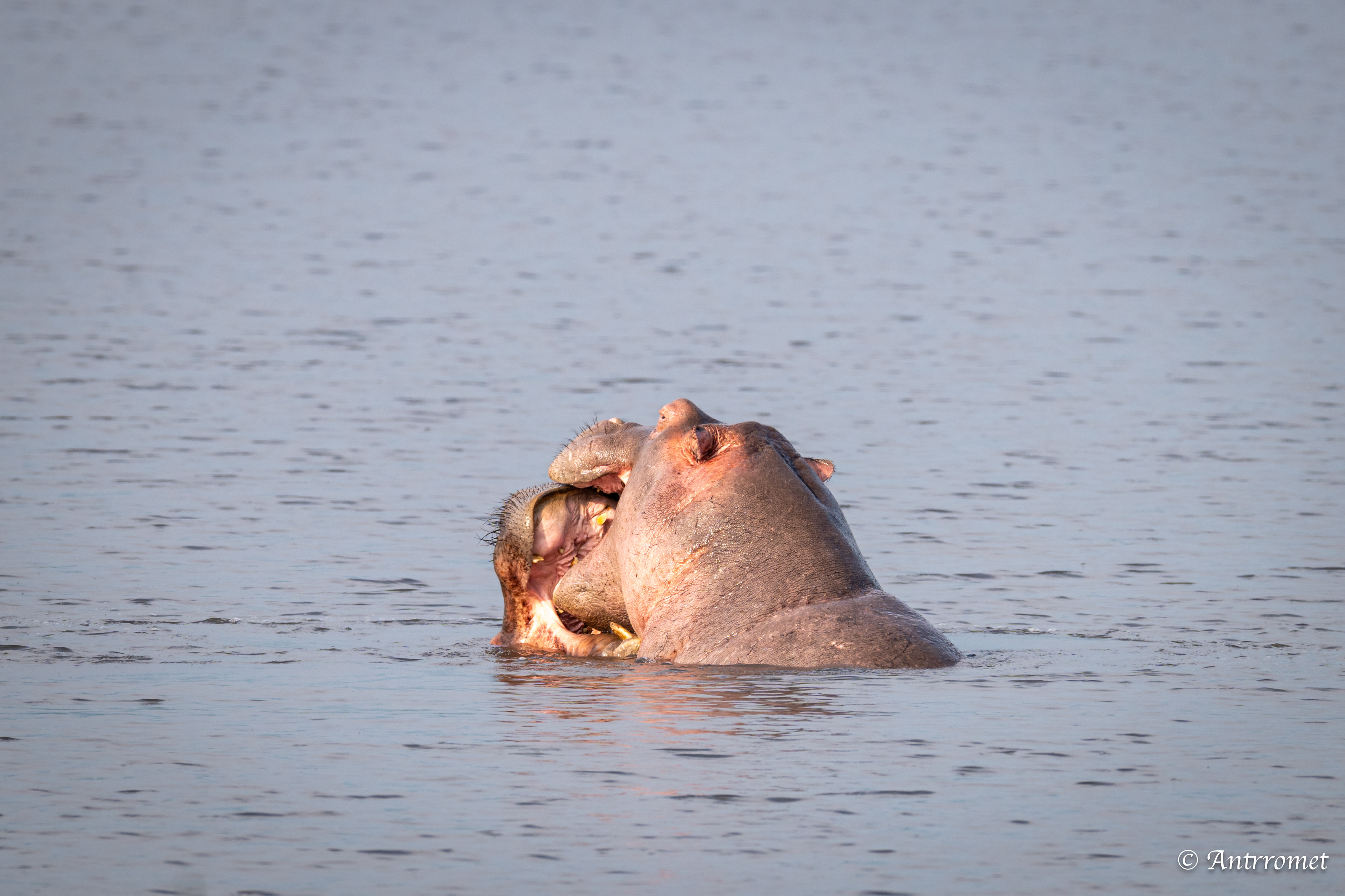 Hippopotamuses