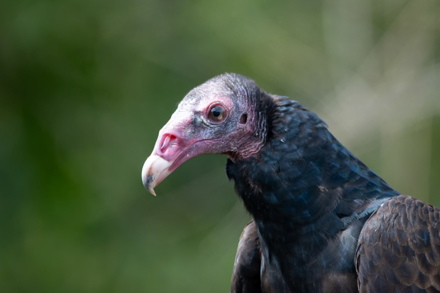 Turkey vulture at San Ángel