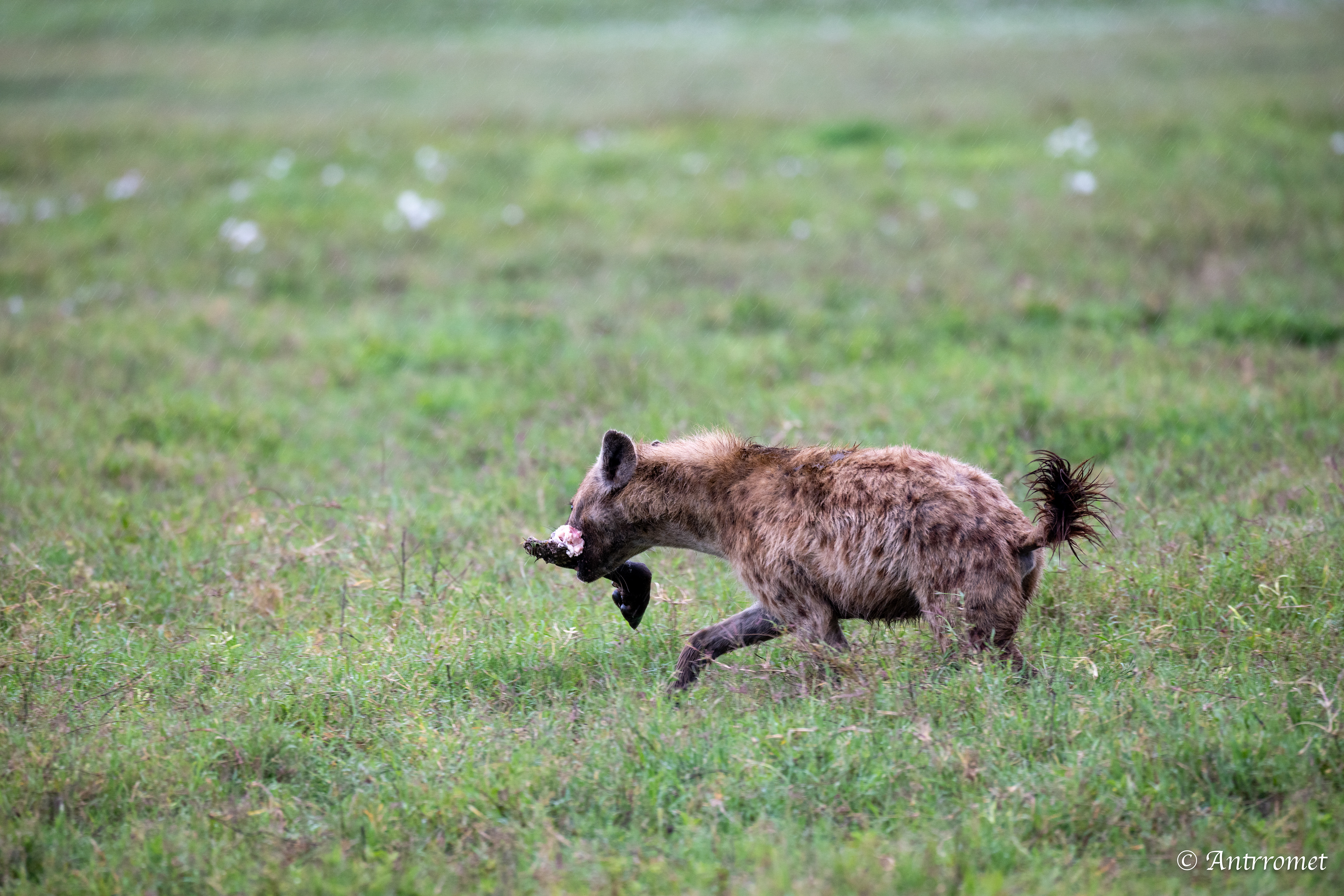 Spotted Hyena