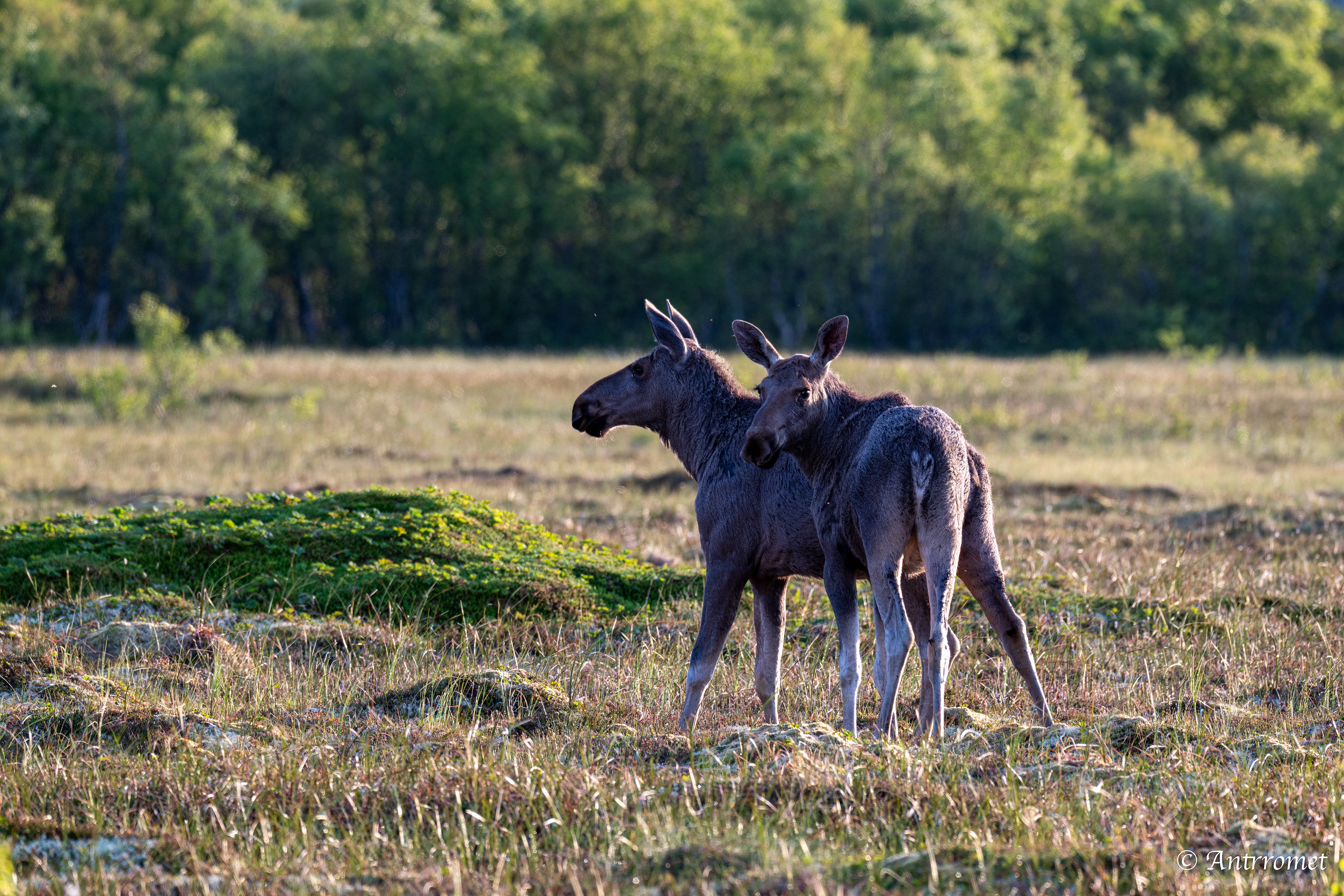 Moose somewhere near Åse on a tour with Arctic North Adventures