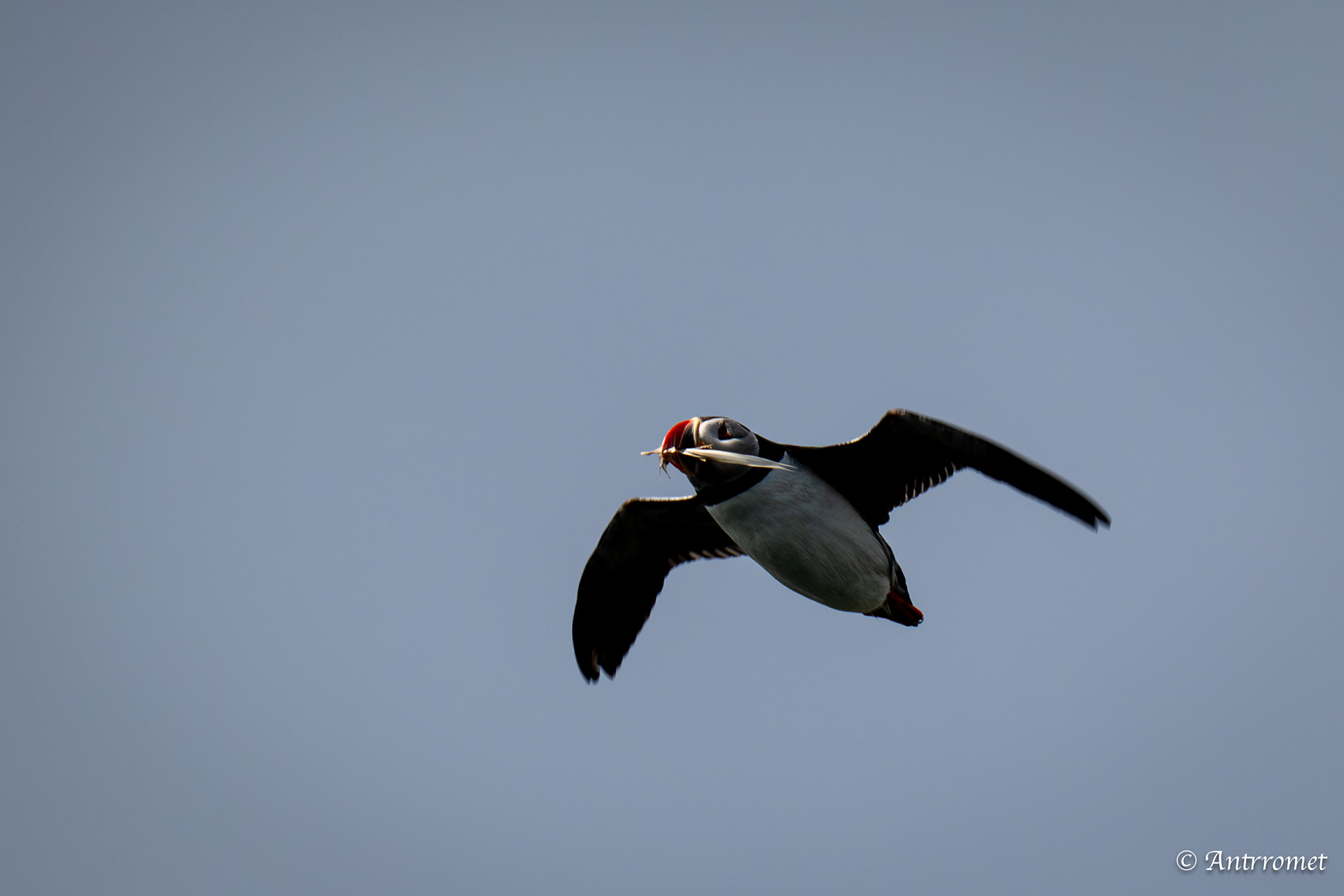 Puffins at Puffin Safari AS, Bleik, Vesteralen