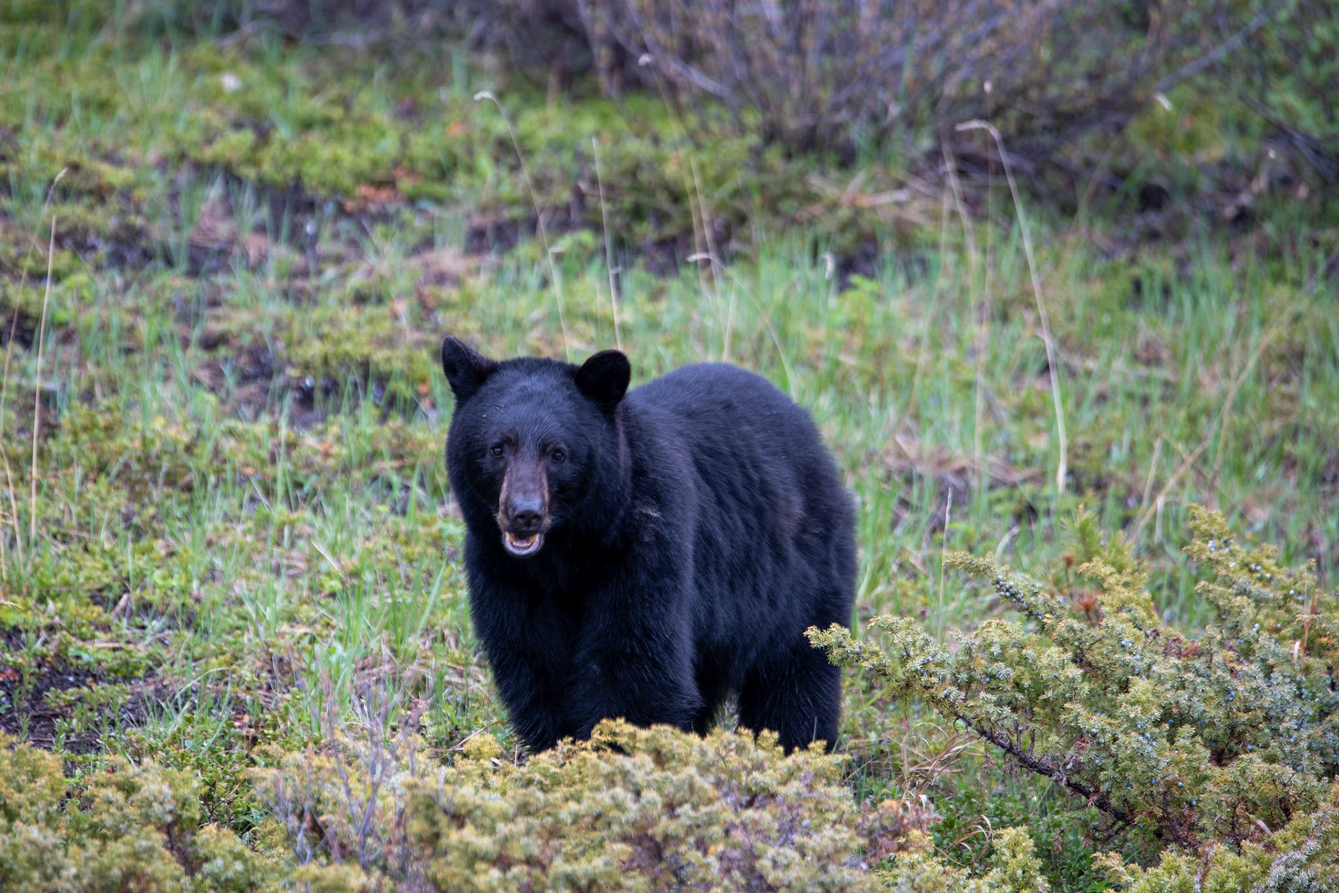 Black bear near Goats and Glacier lookout on Icefields Parkway