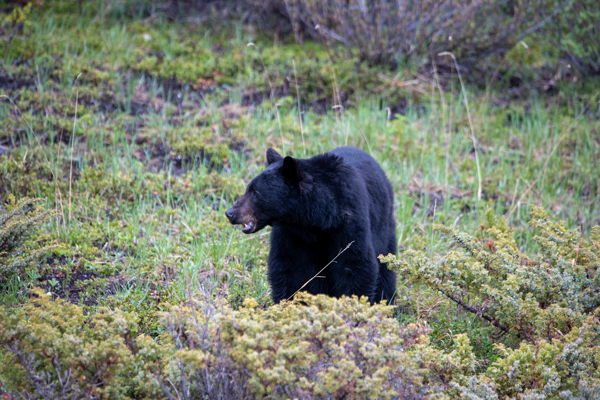 Black bear near Goats and Glacier lookout on Icefields Parkway