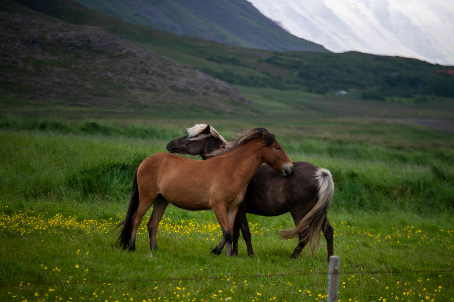 Icelandic horses