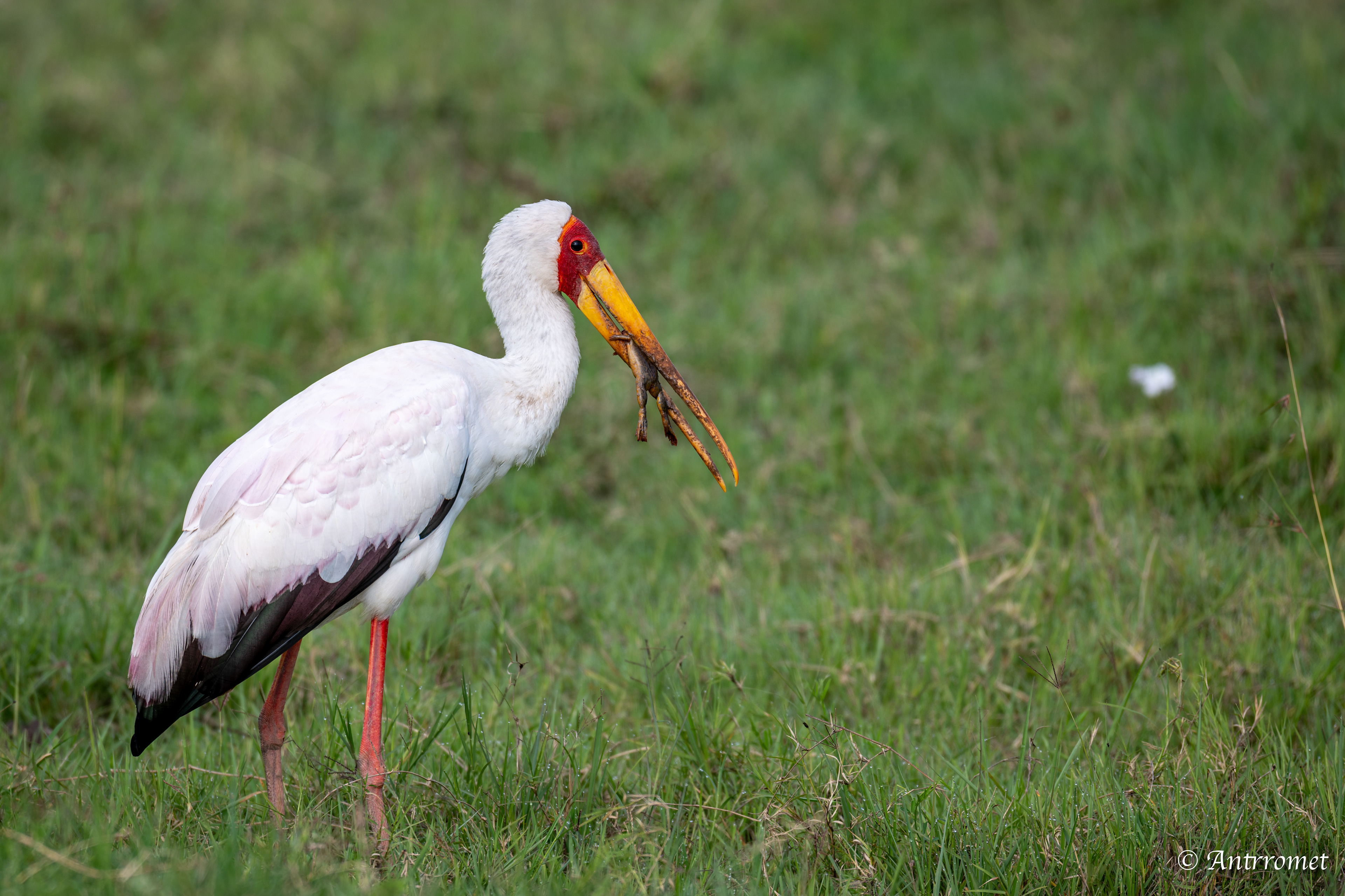 Yellow-billed Stork