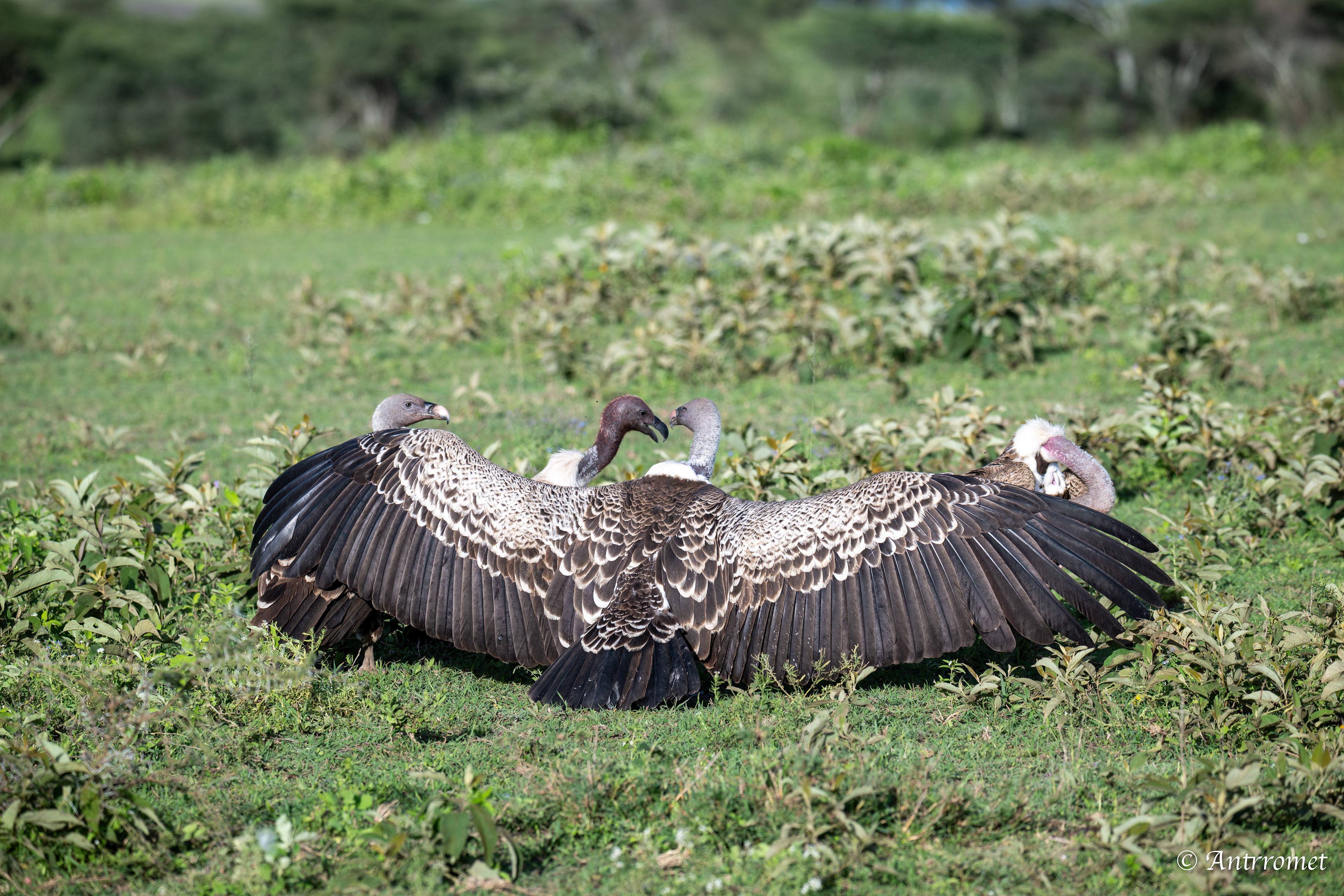 Rüppell's Vultures
