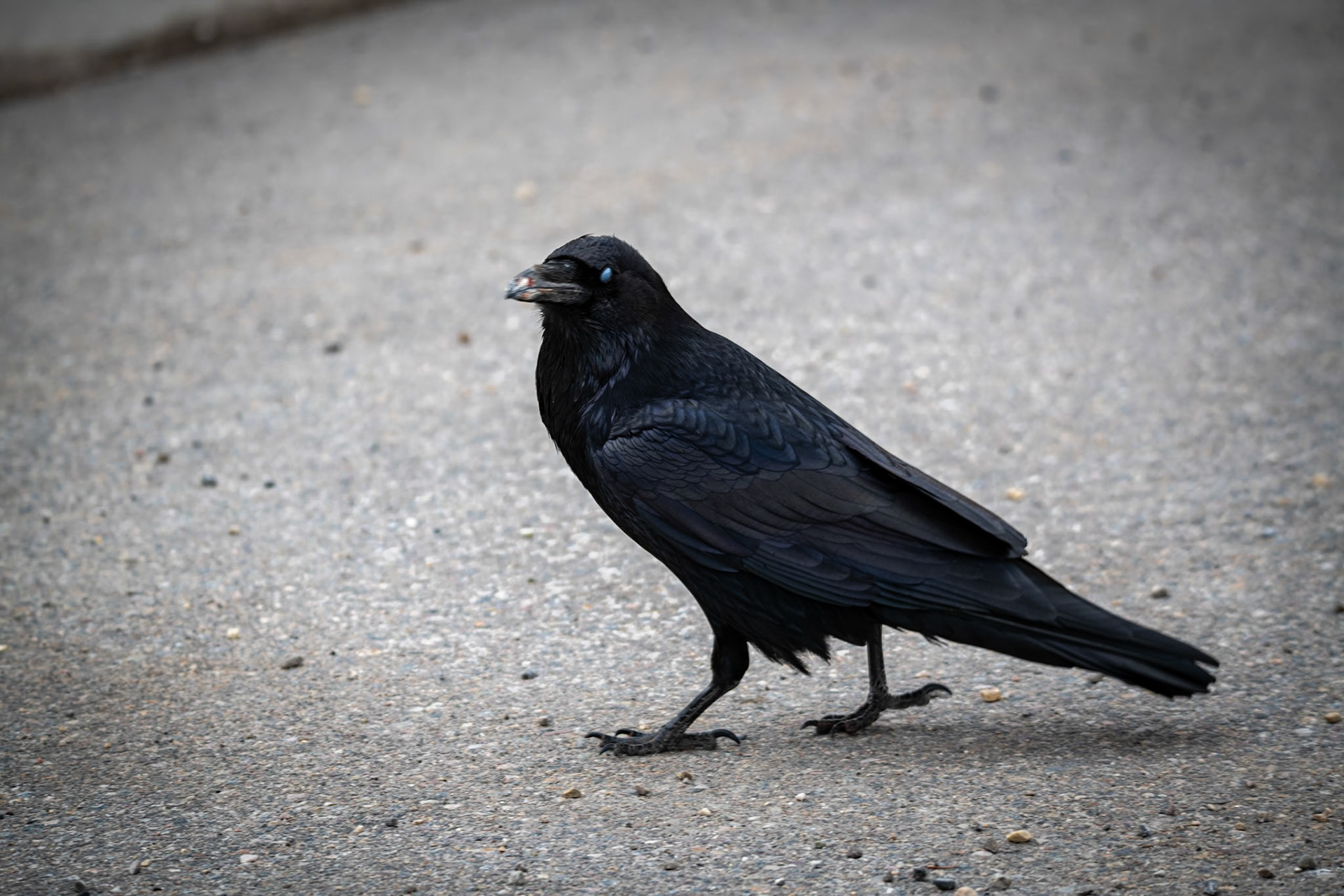 Raven at Parker Ridge Trailhead