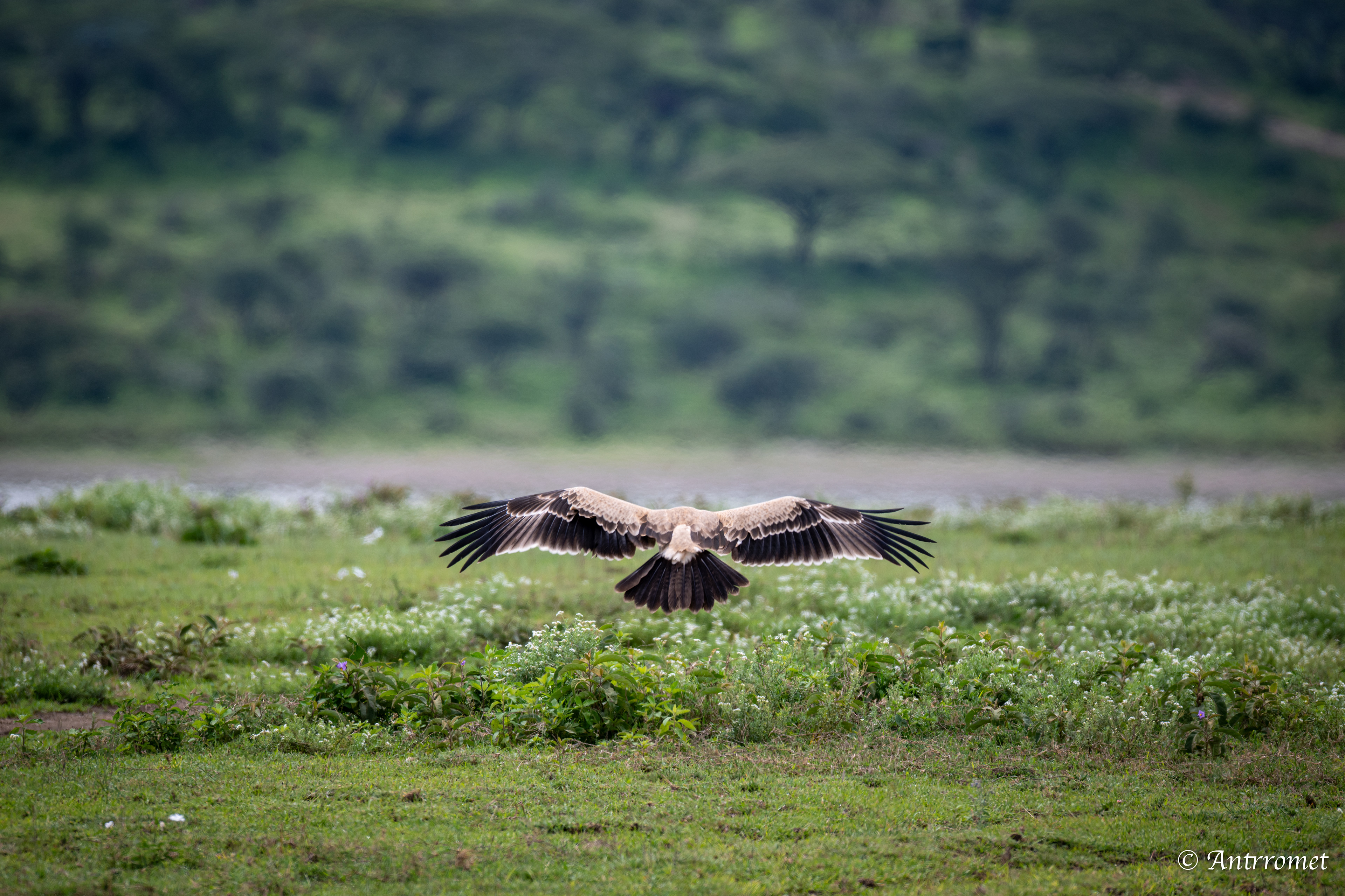 Tawny Eagle