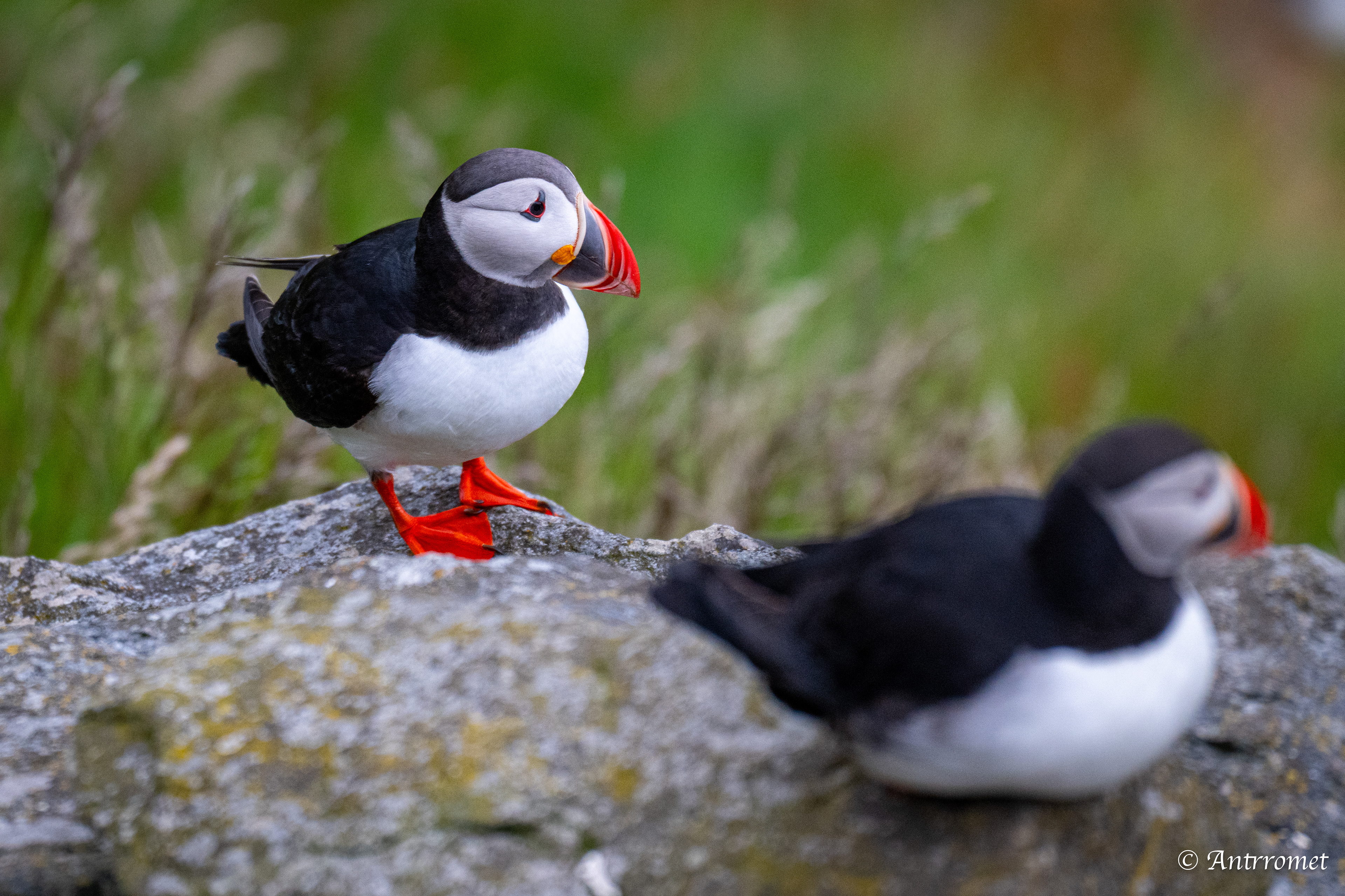 Puffin viewing point, Runde