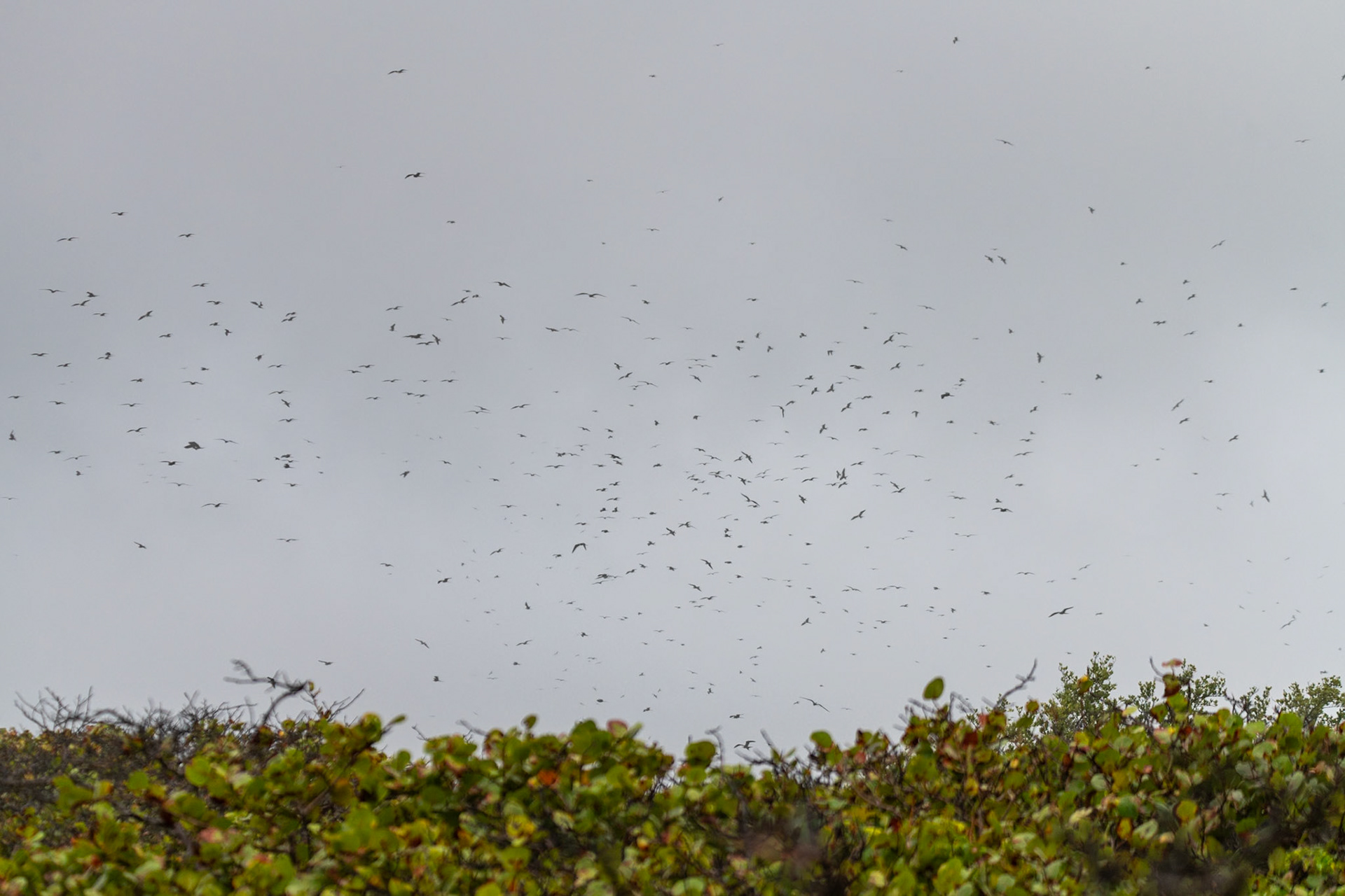 Frigatebirds at Isla Contoy