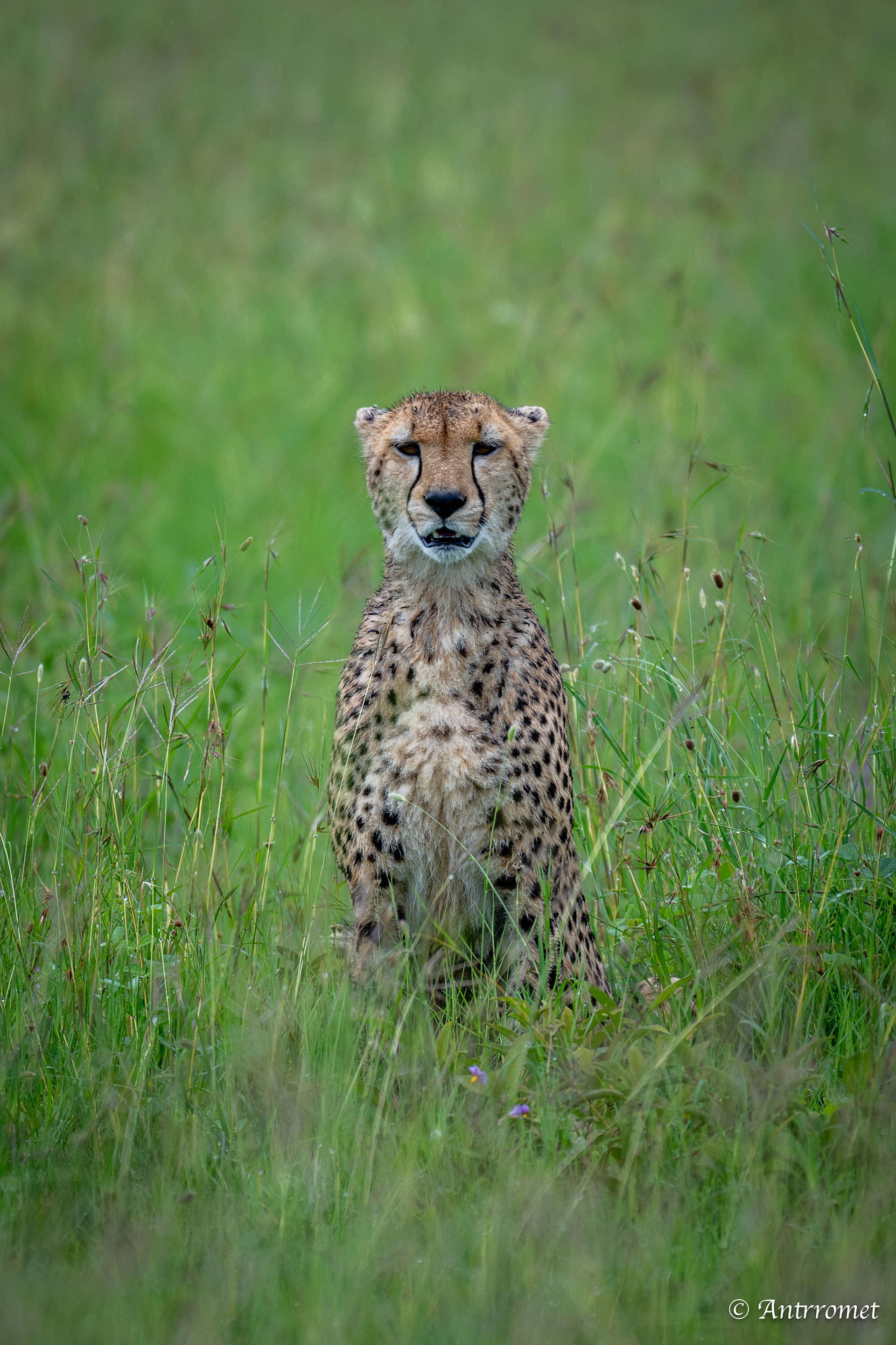 Cheetah