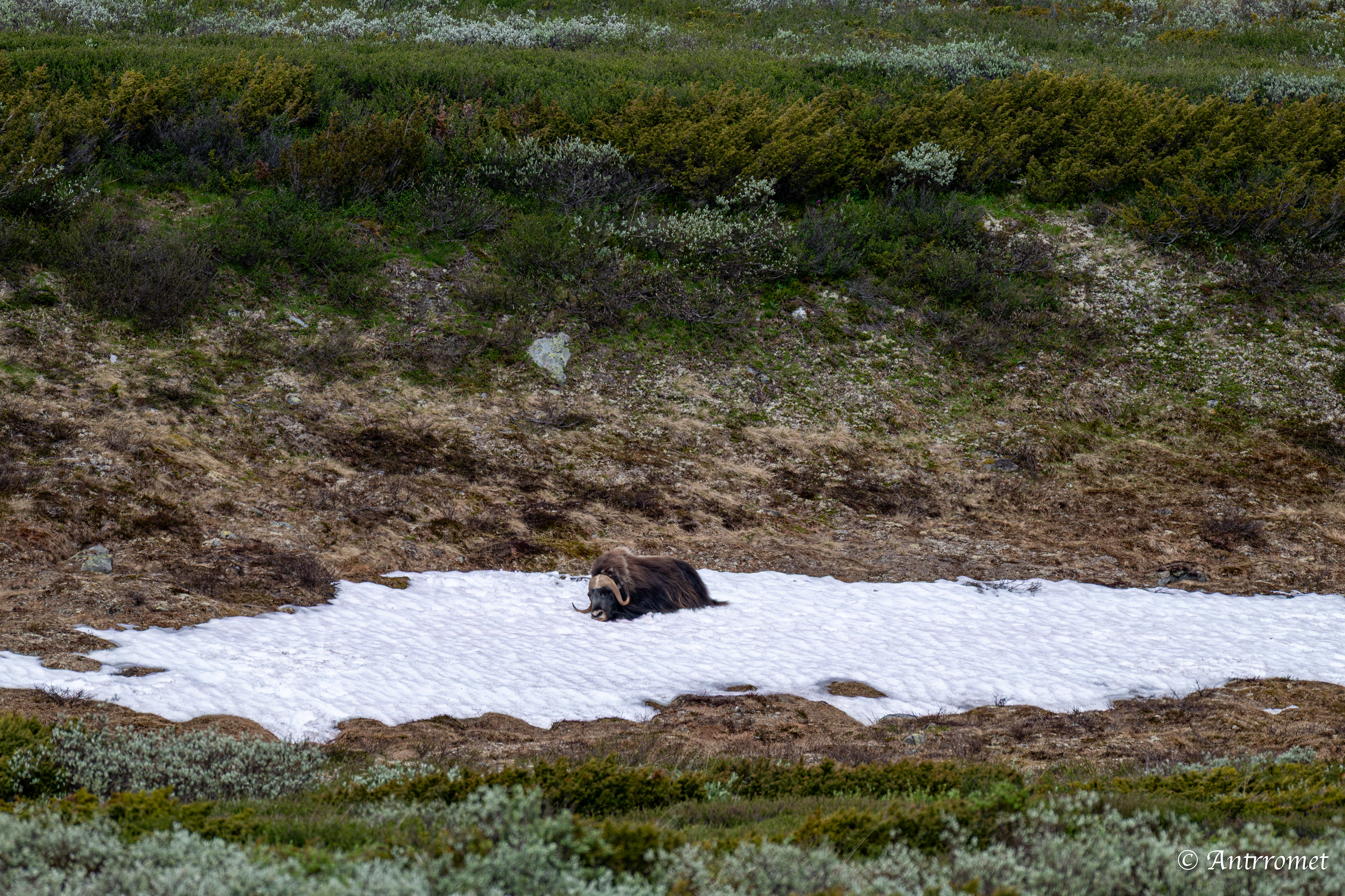 Musk Ox at Dovrefjell–Sunndalsfjella National Park