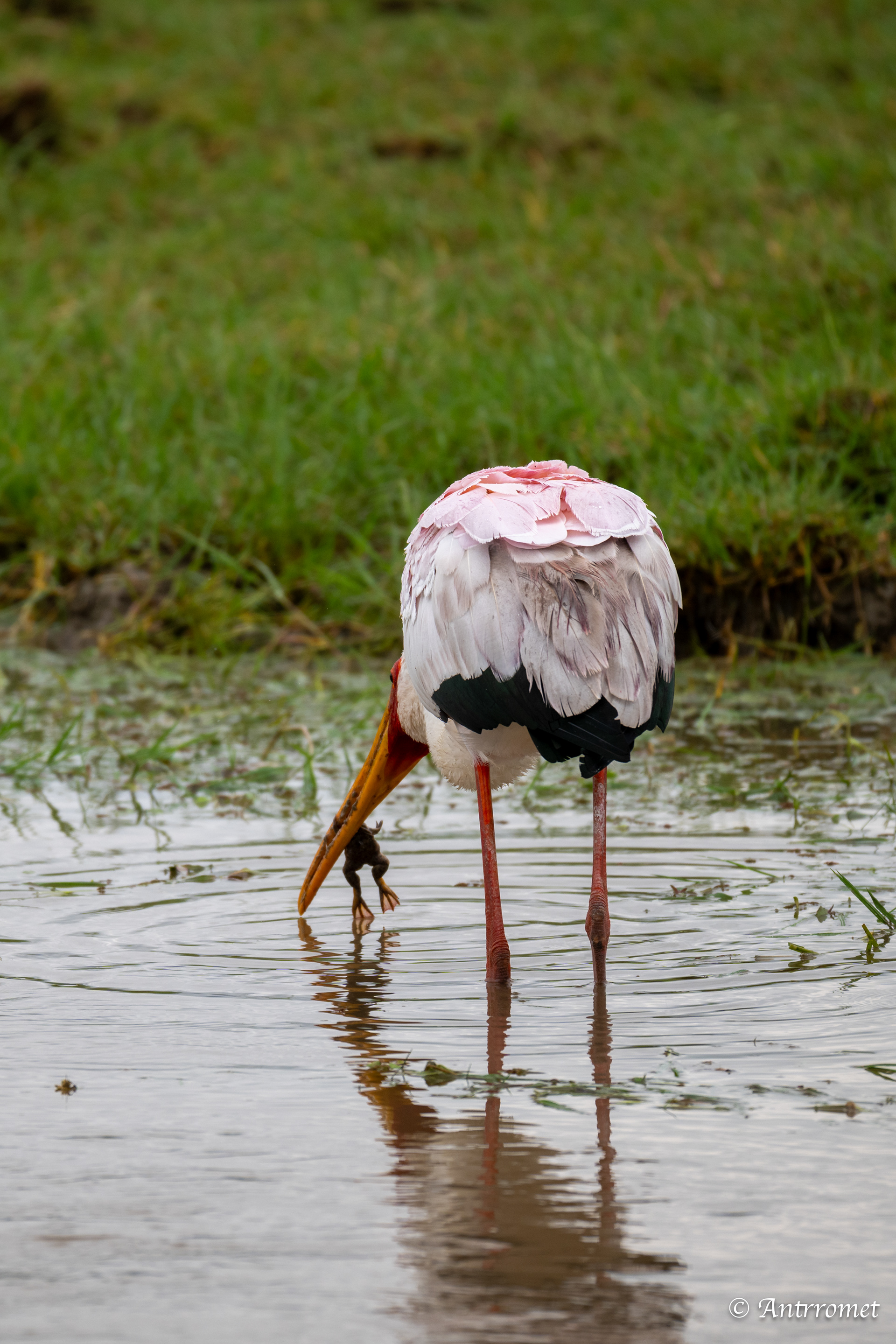 Yellow-billed Stork