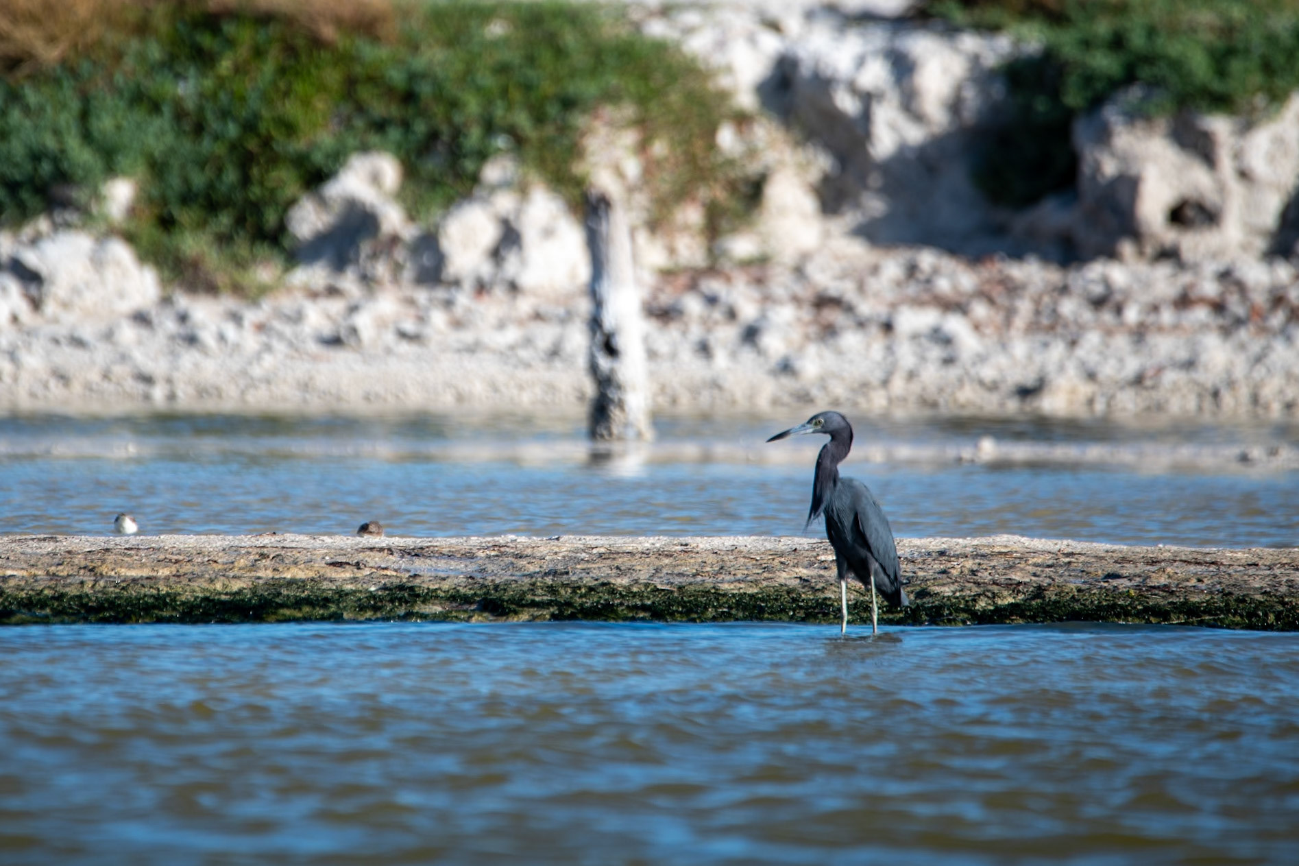 Little Blue Heron at Rio Lagartos Lagoon