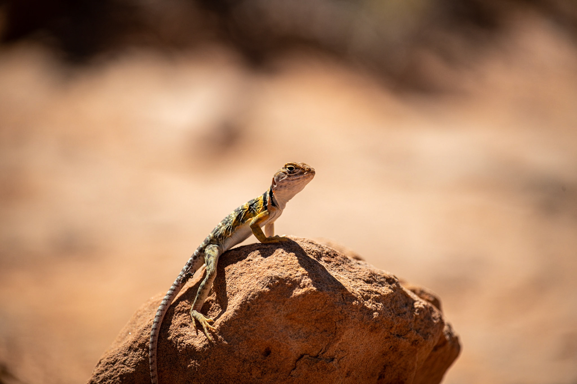 Collared lizard, on the way back from Owachomo bridge