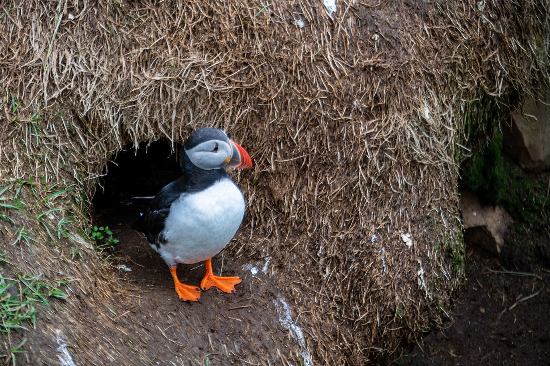 Atlantic puffin