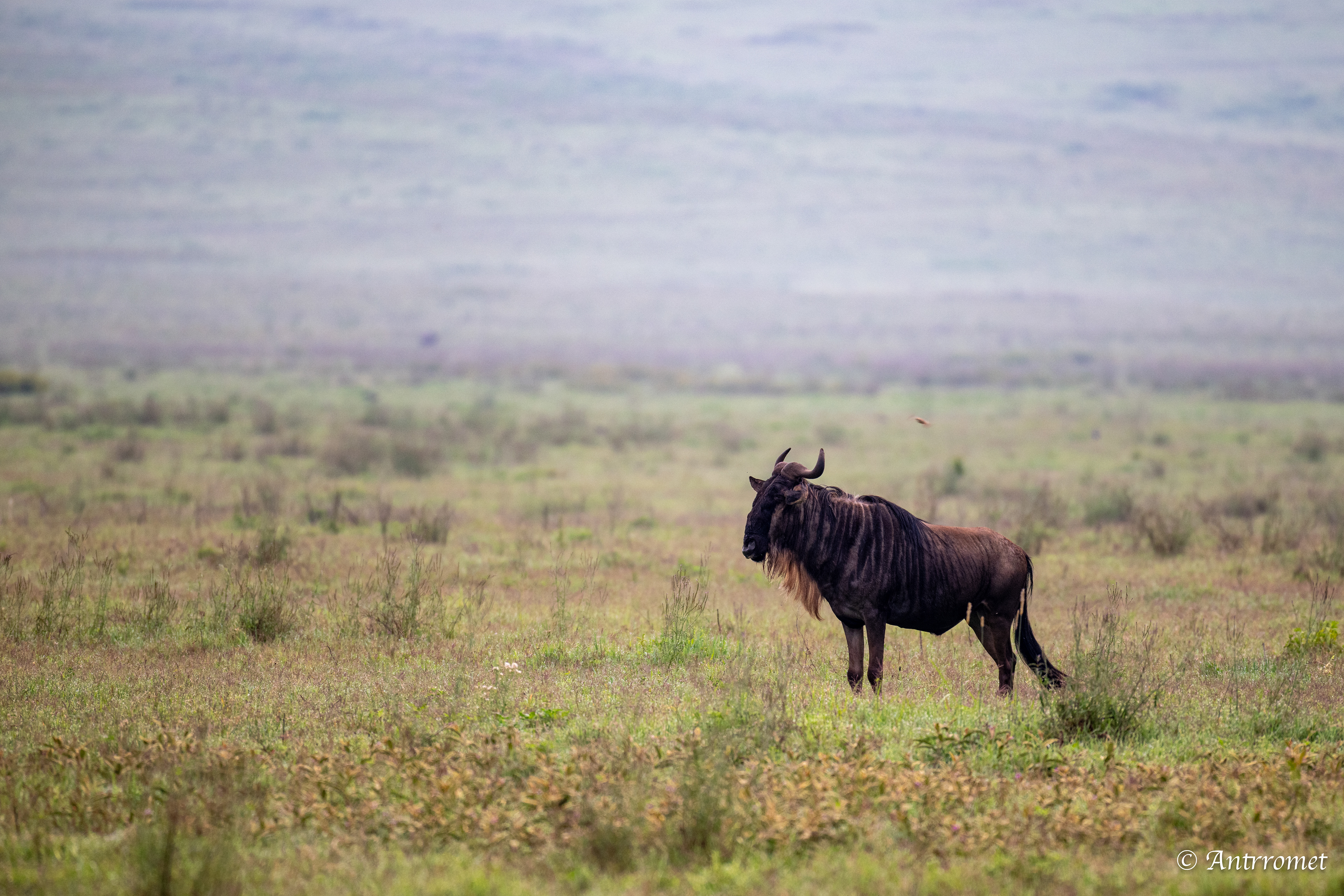 Wildebeest