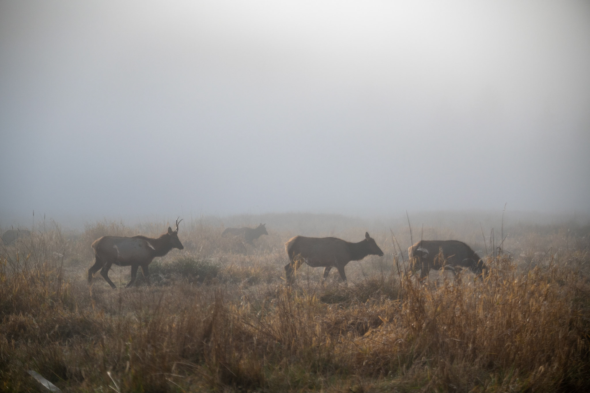 Roosevelt Elks at Elk Meadow