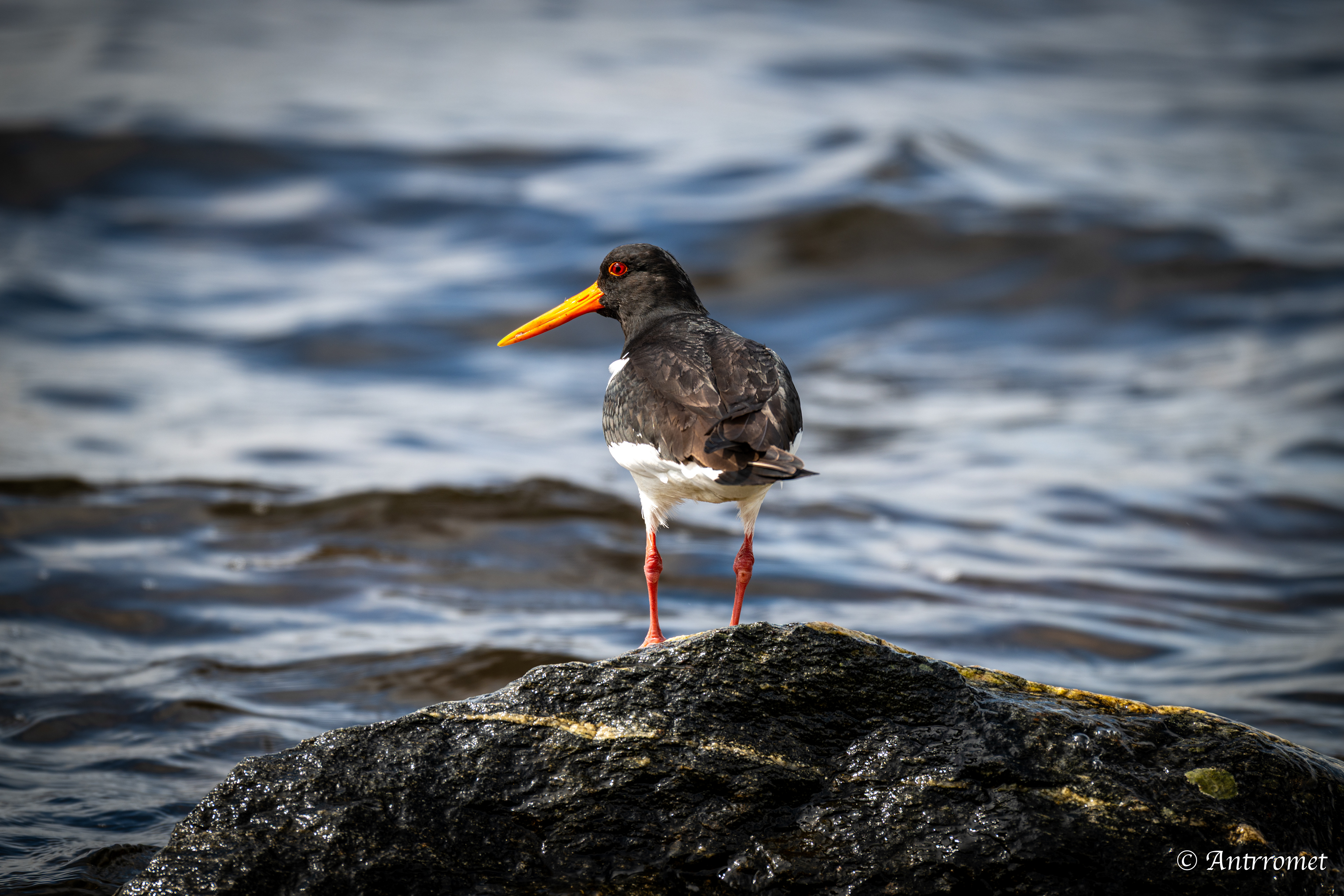 Oyster catcher at Fisherman's hut