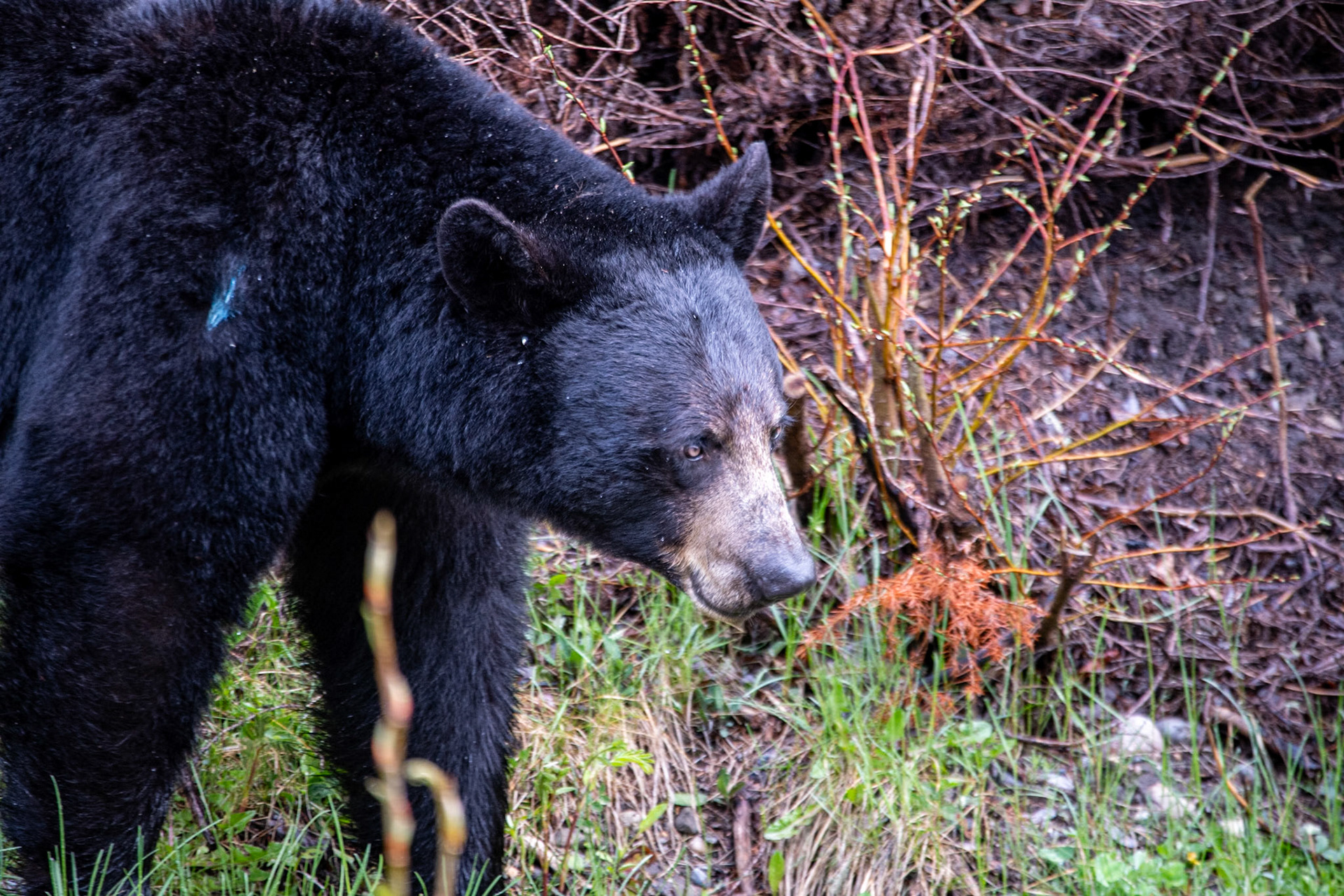 Black bear on Miette road