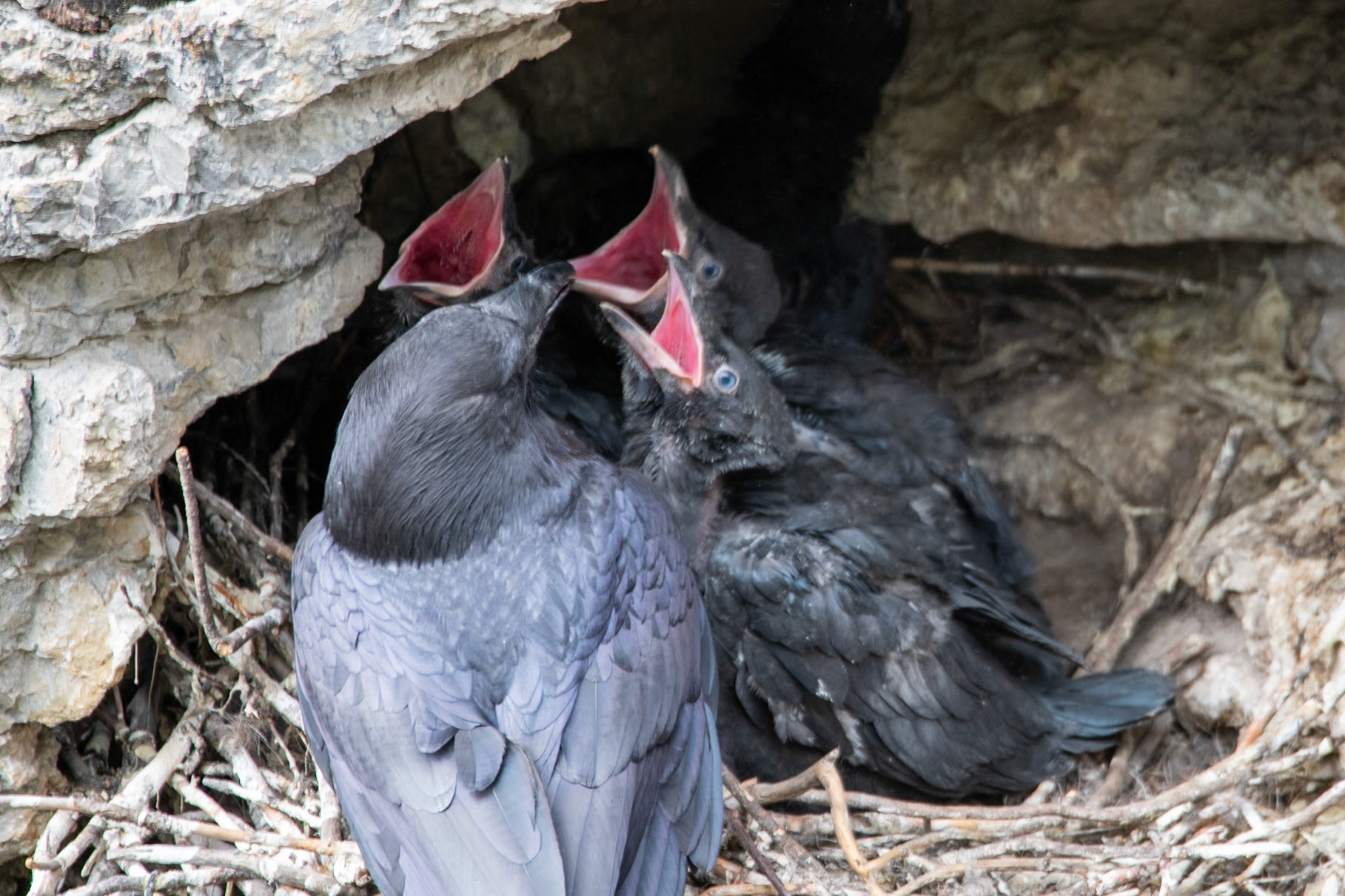 Raven babies being fed by its parent