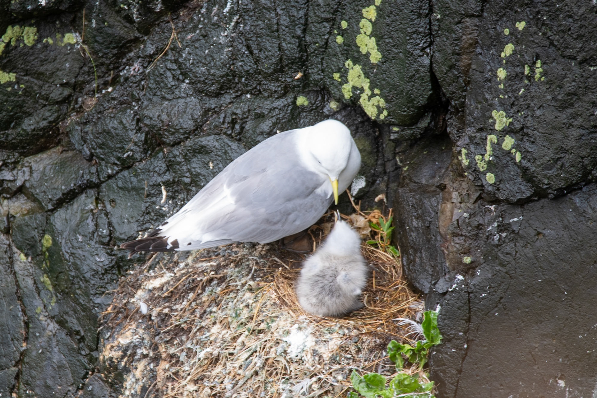 Kittiwake family at Carrick-a-Rede