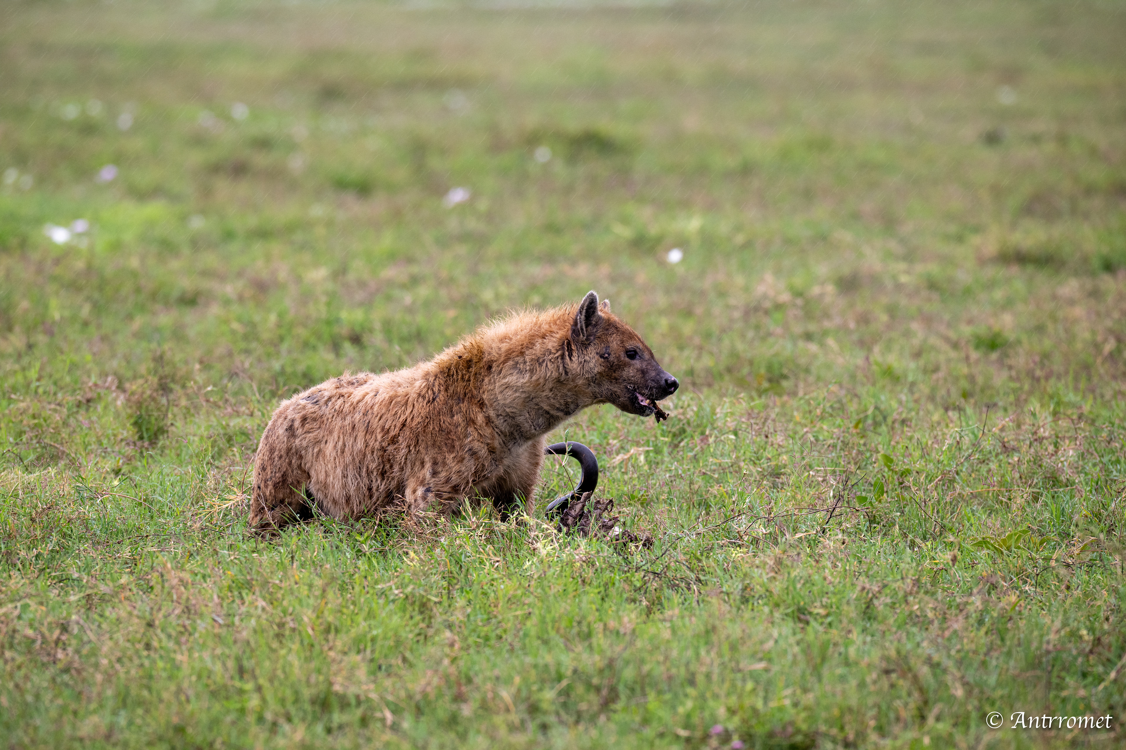 Spotted Hyena