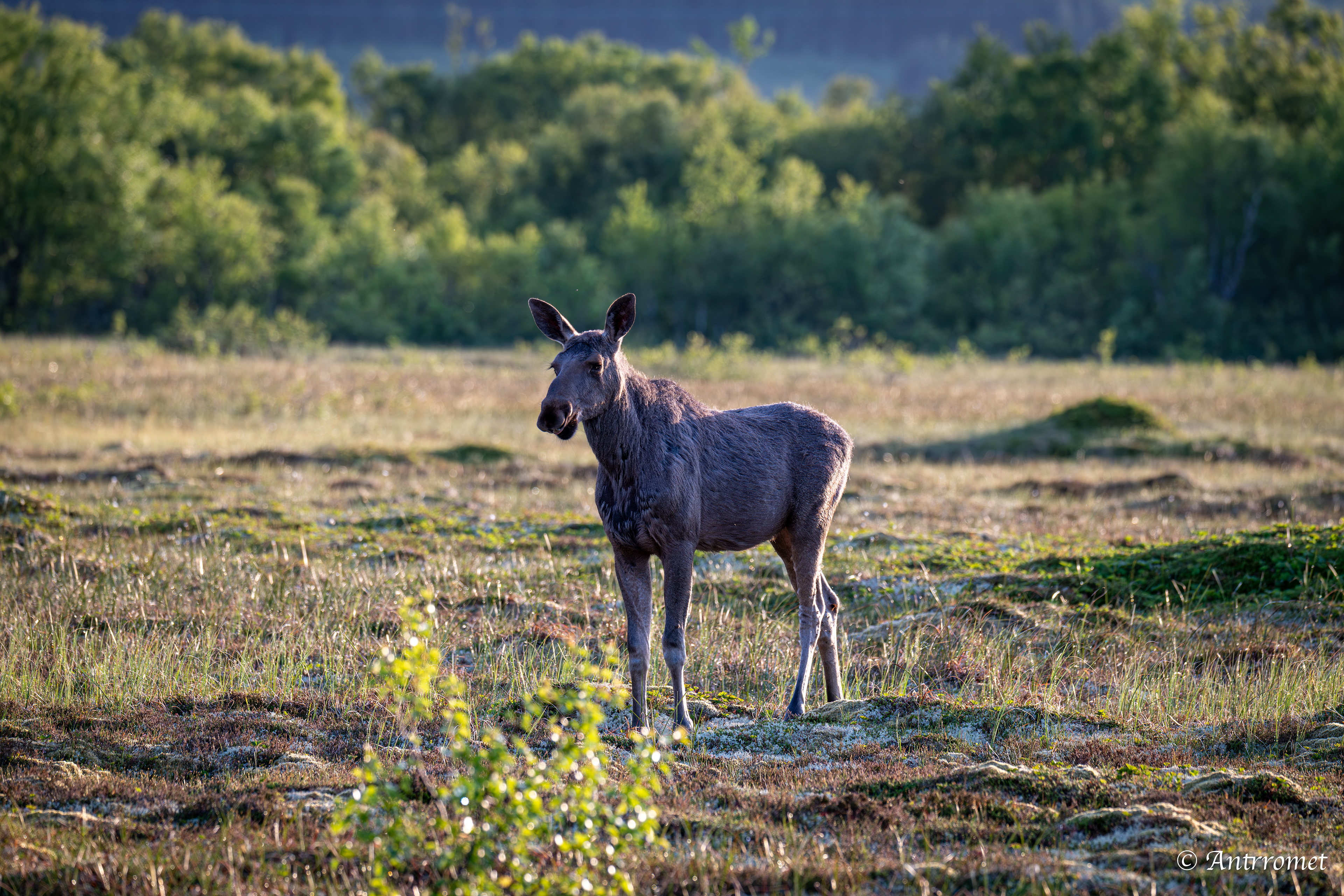 Moose somewhere near Åse on a tour with Arctic North Adventures