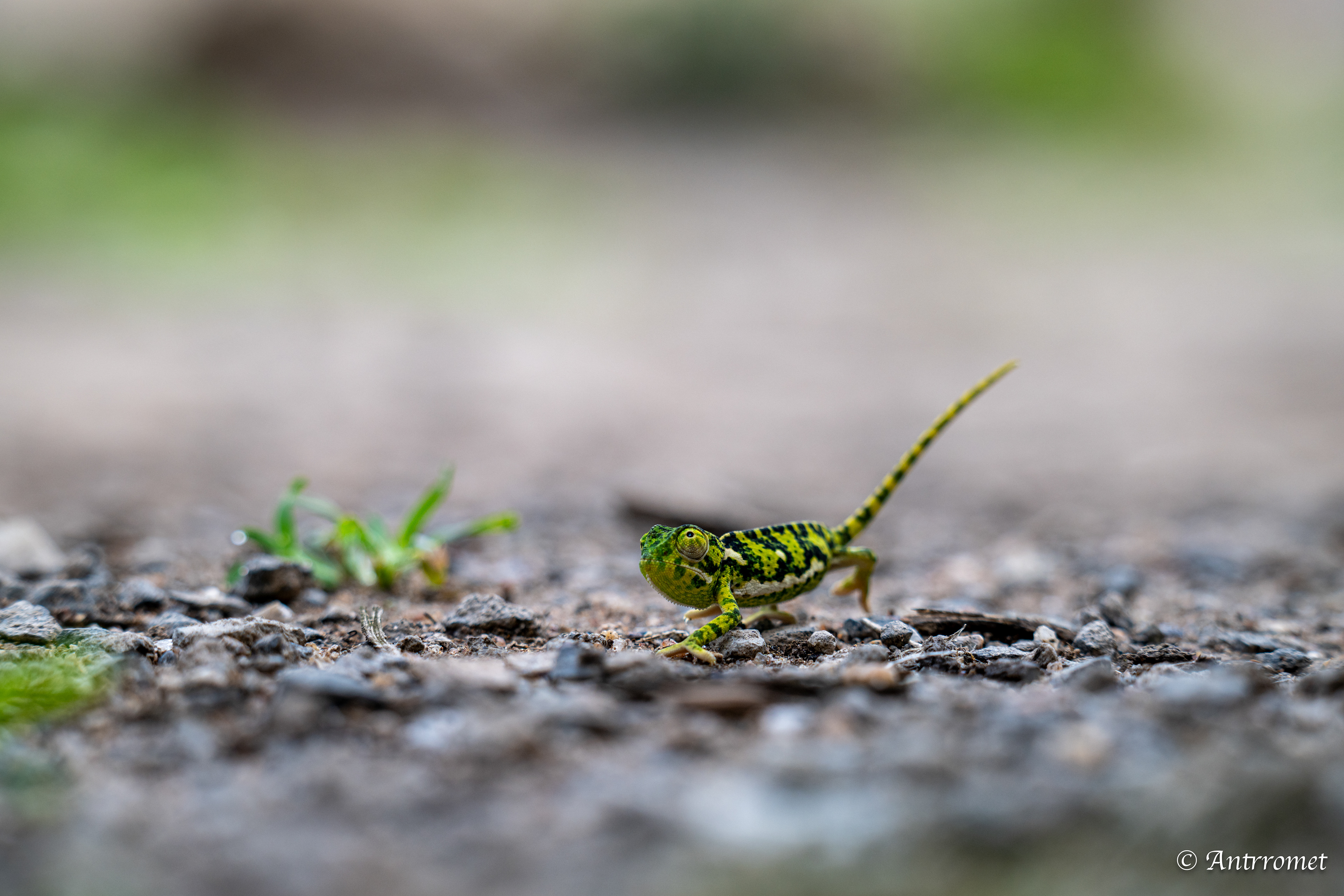 Flap-necked Chameleon
