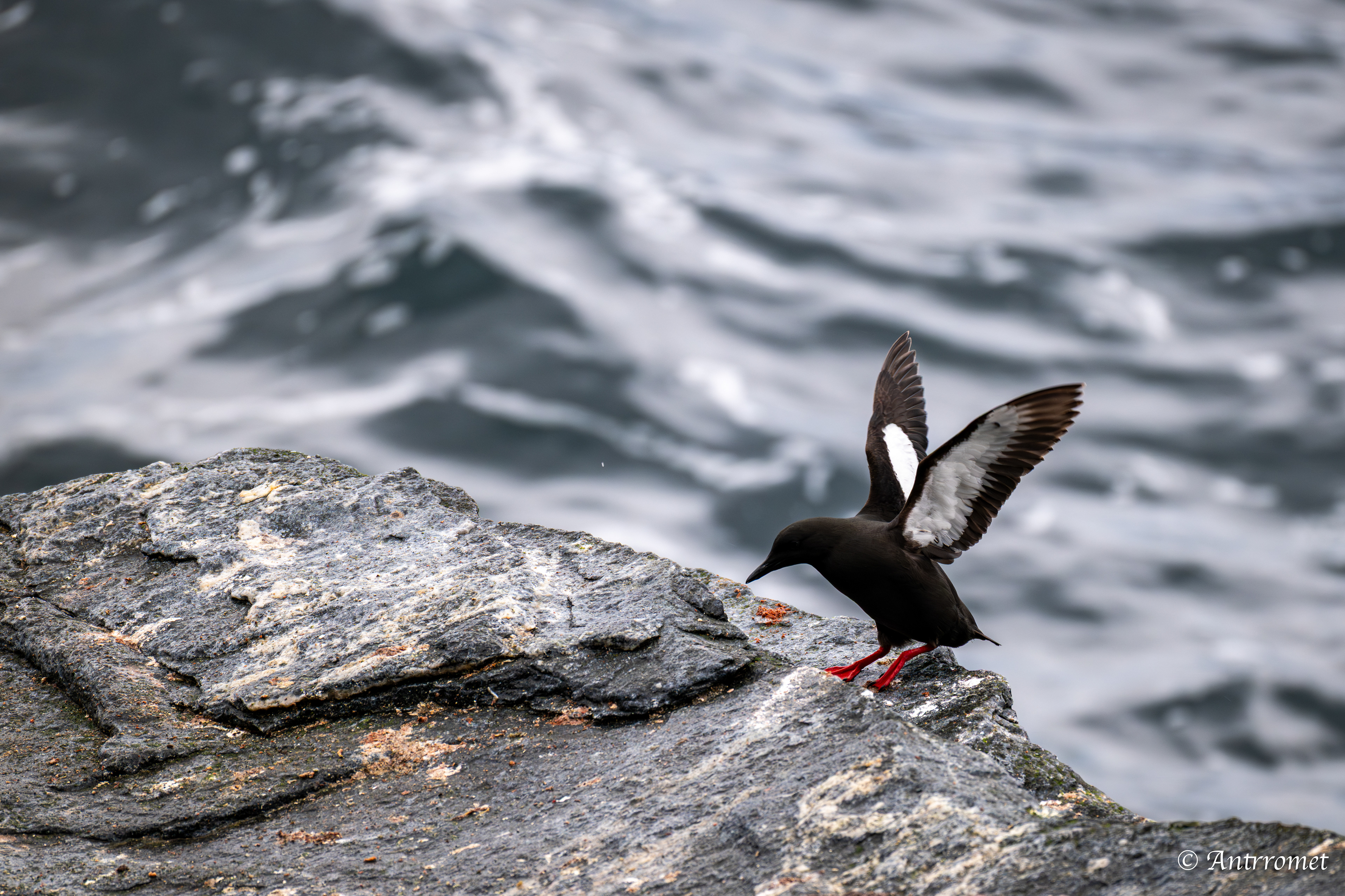 Black Guillemot at The Bird Cliff at Værøy