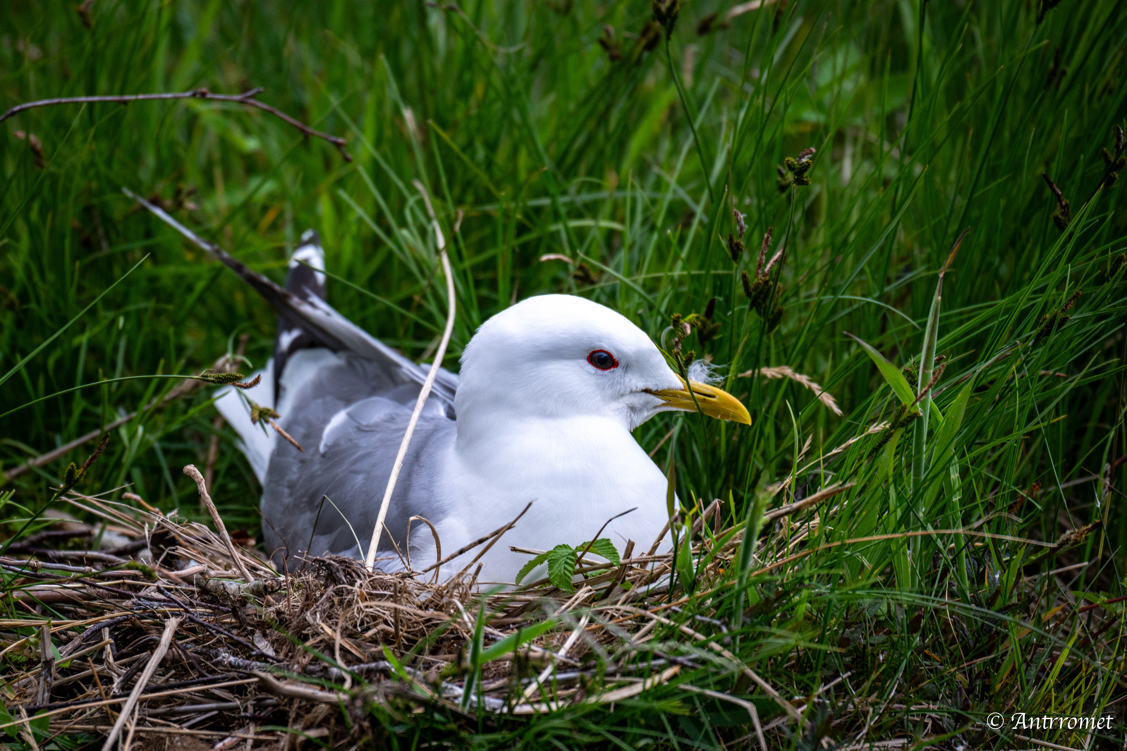 Common gull near Flåm stasjon