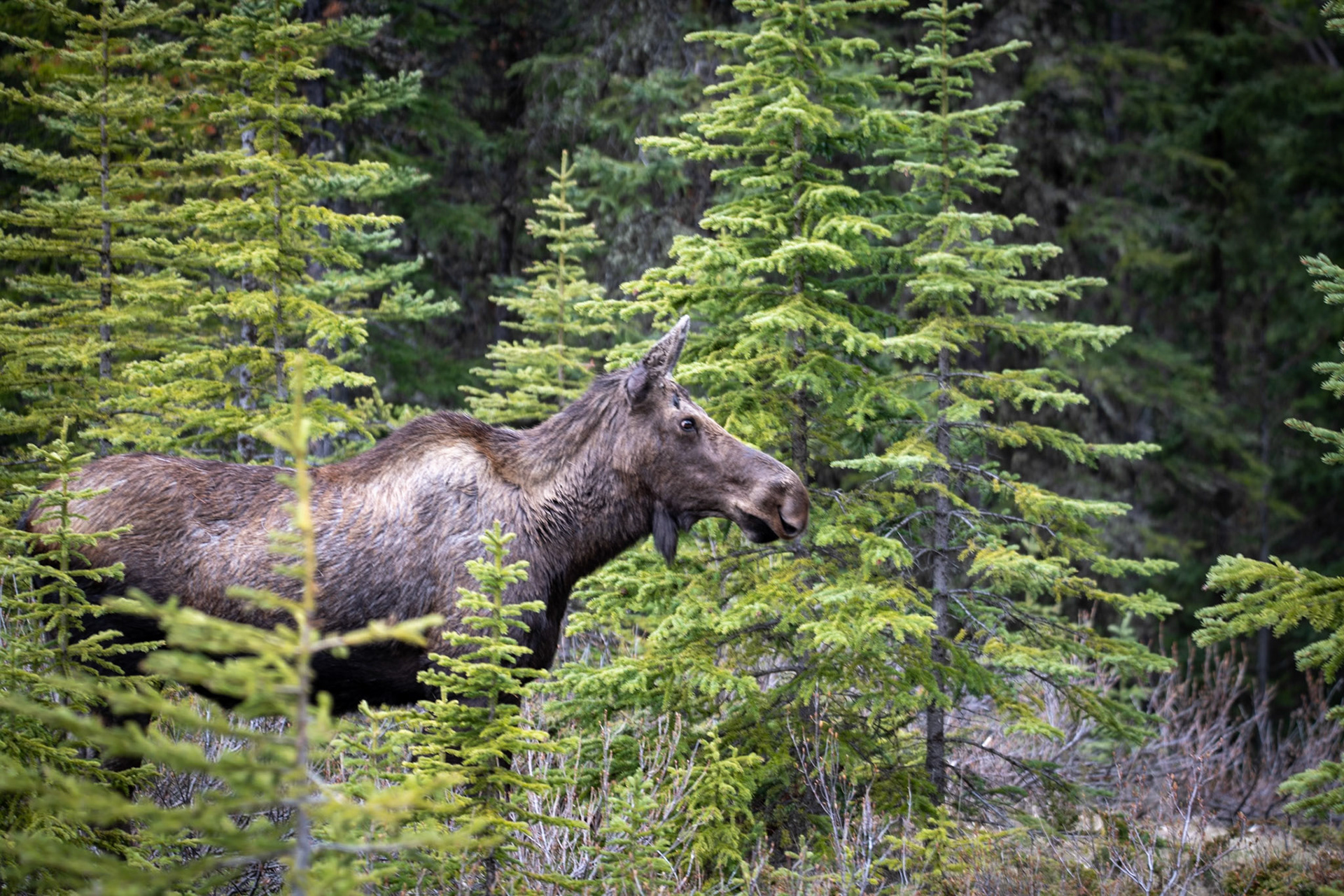 Moose on Maligne Lake Road