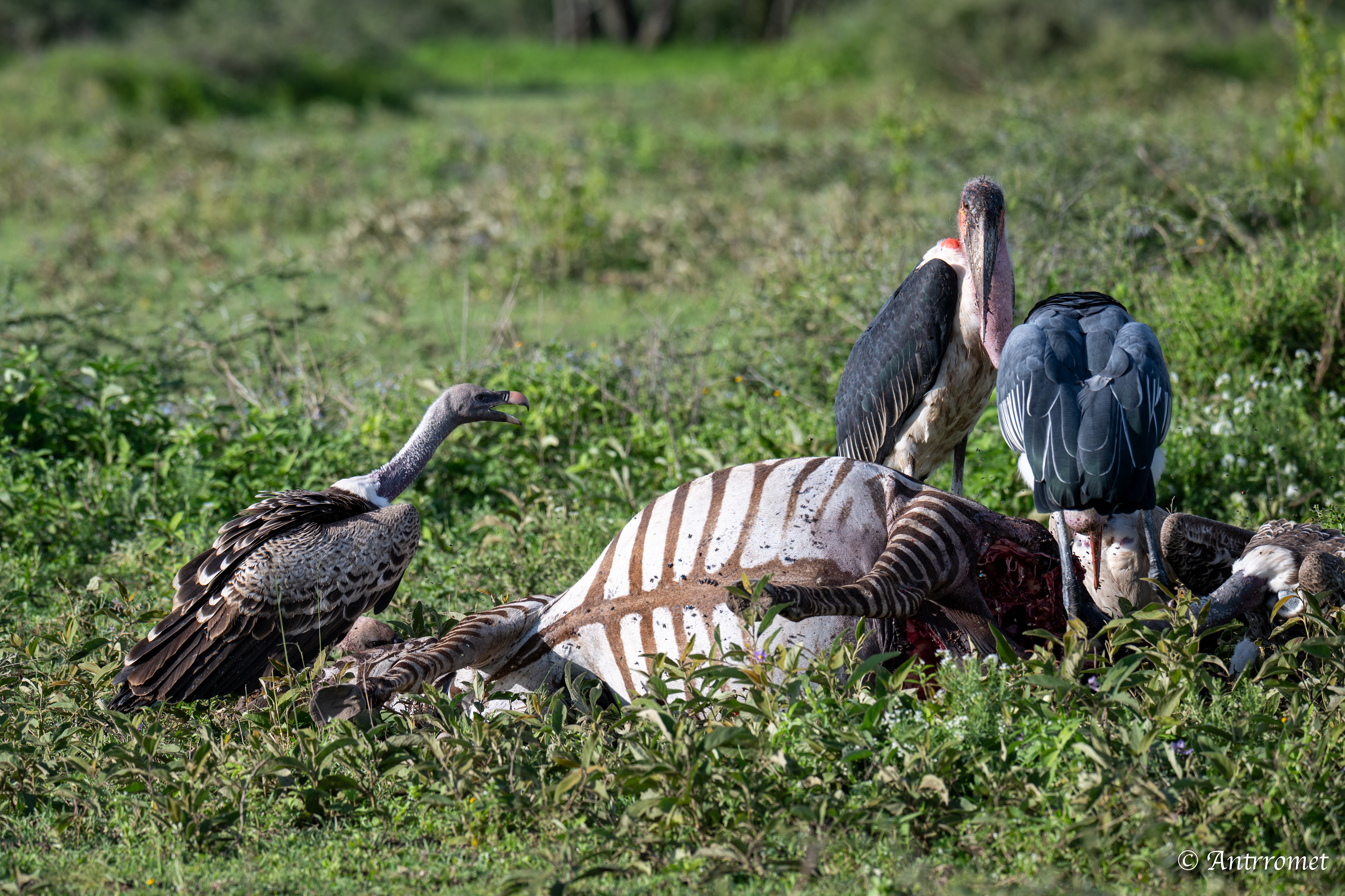 Vultures and storks feating on a zebra