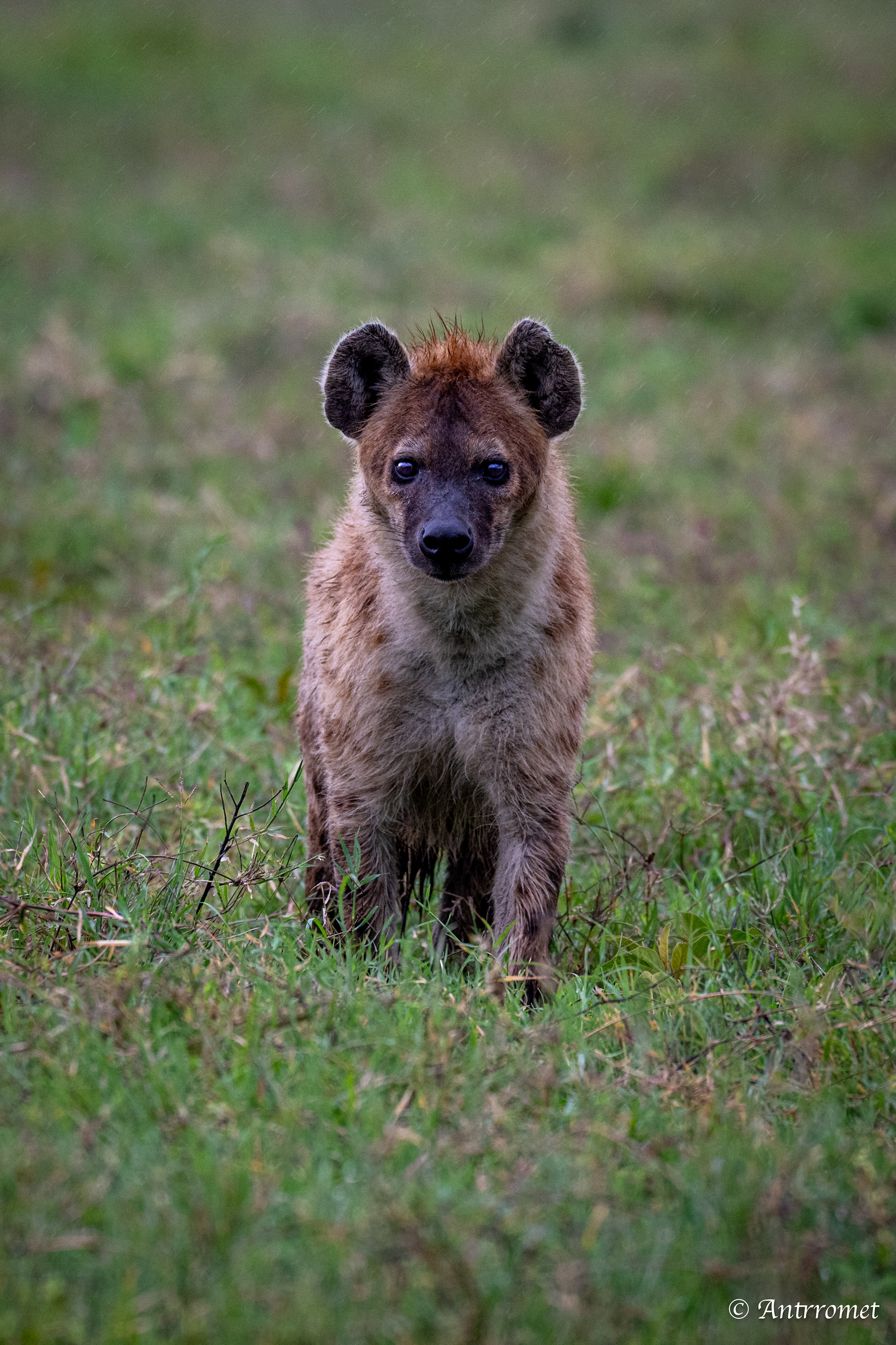 Spotted Hyena