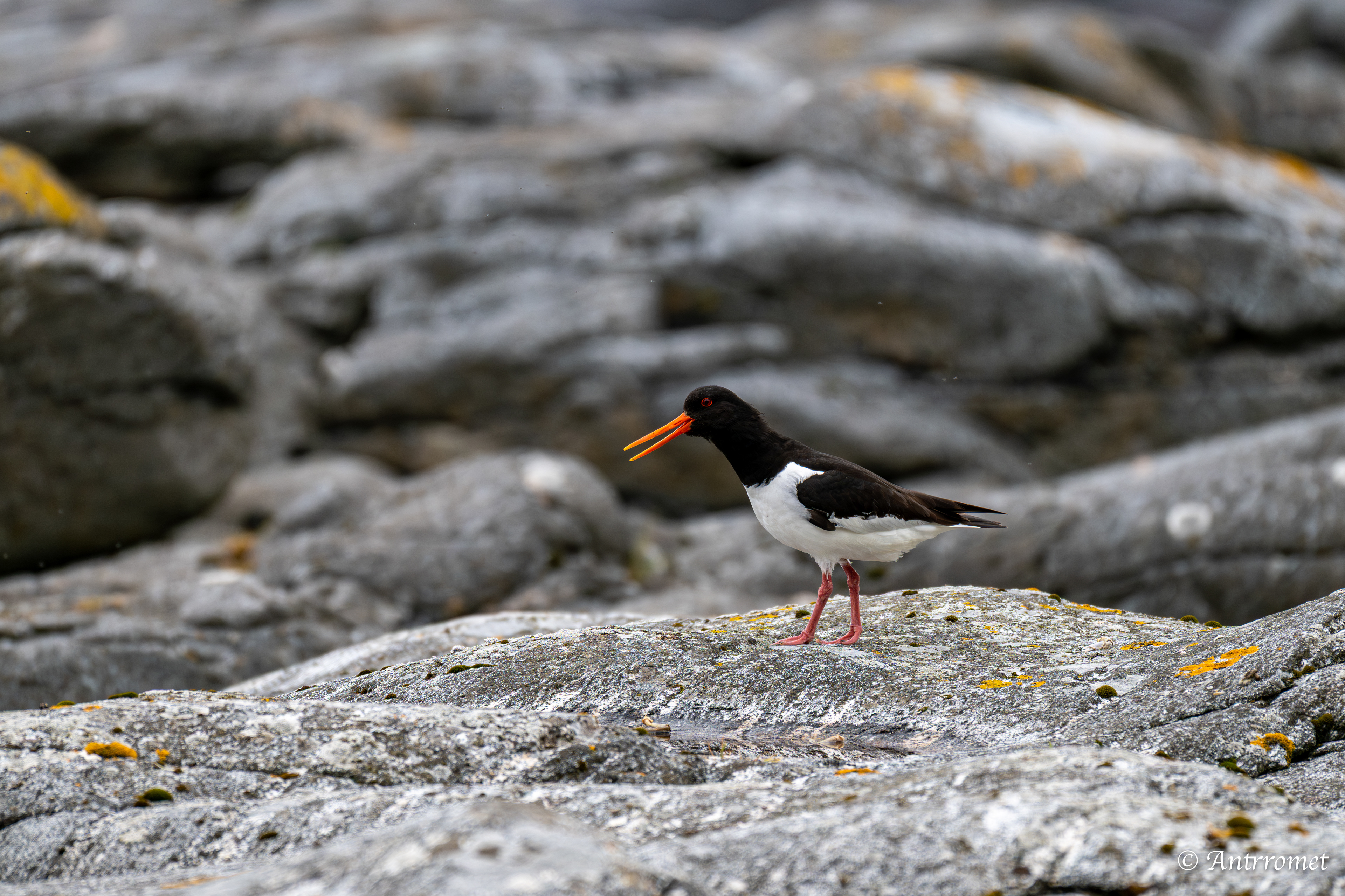 Oyster catcher on the way to the Bird Cliff at Værøy