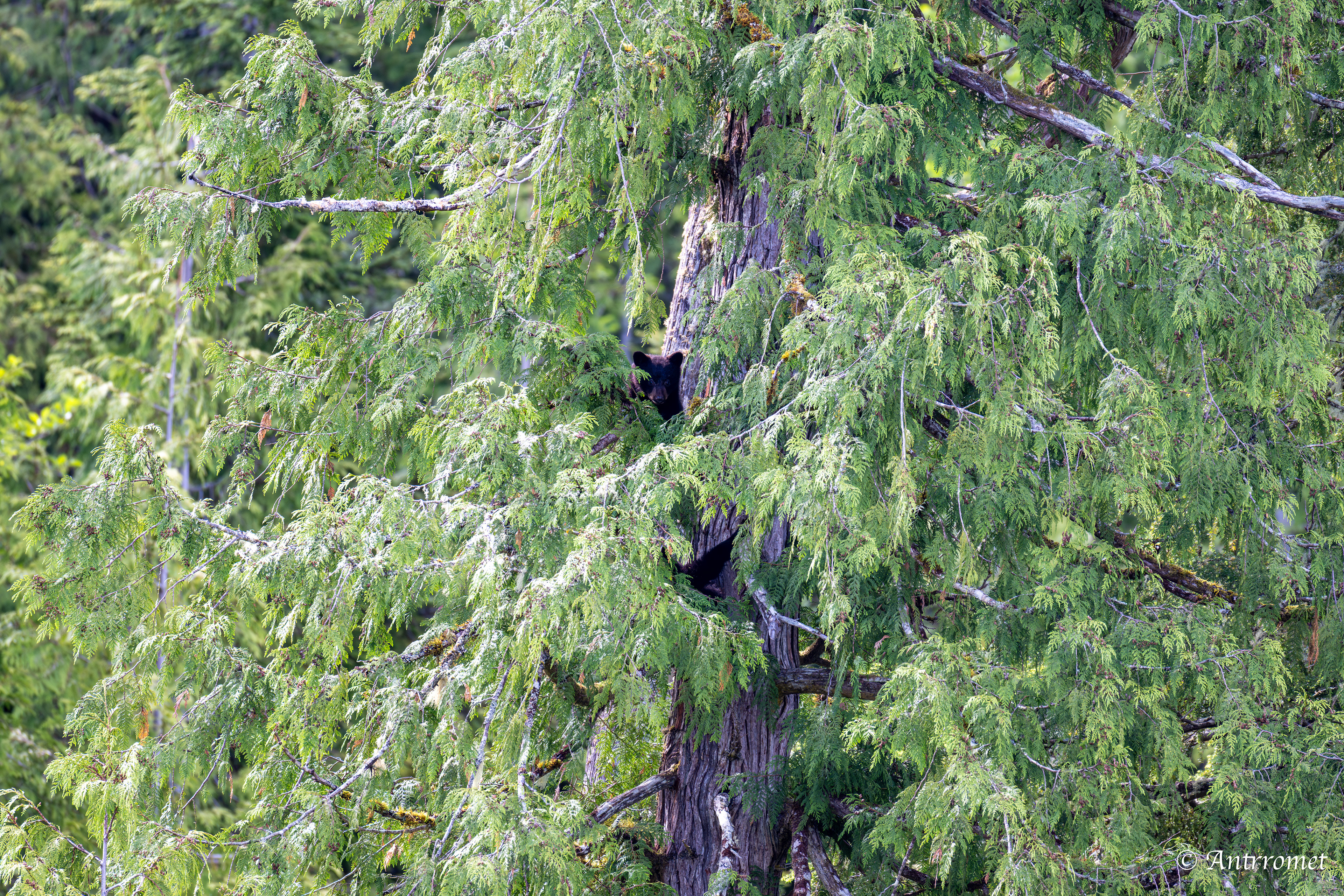 Black bear cubs on a tree